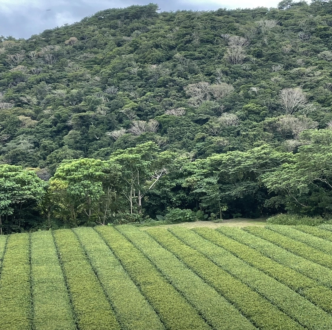 やんばるの植物の森に囲まれた、山の上の茶畑。