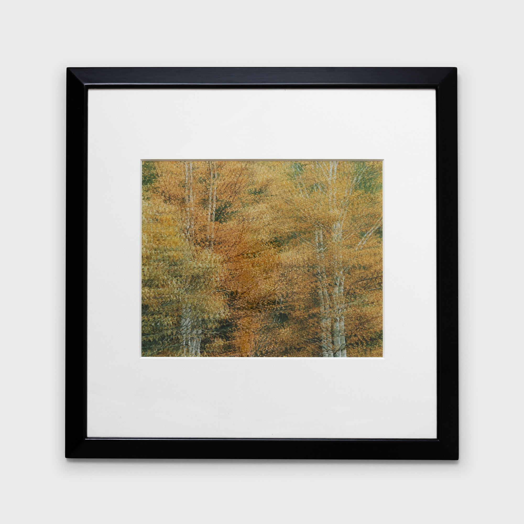 1　黄葉の二重奏　1985年10月上旬　美瑛町