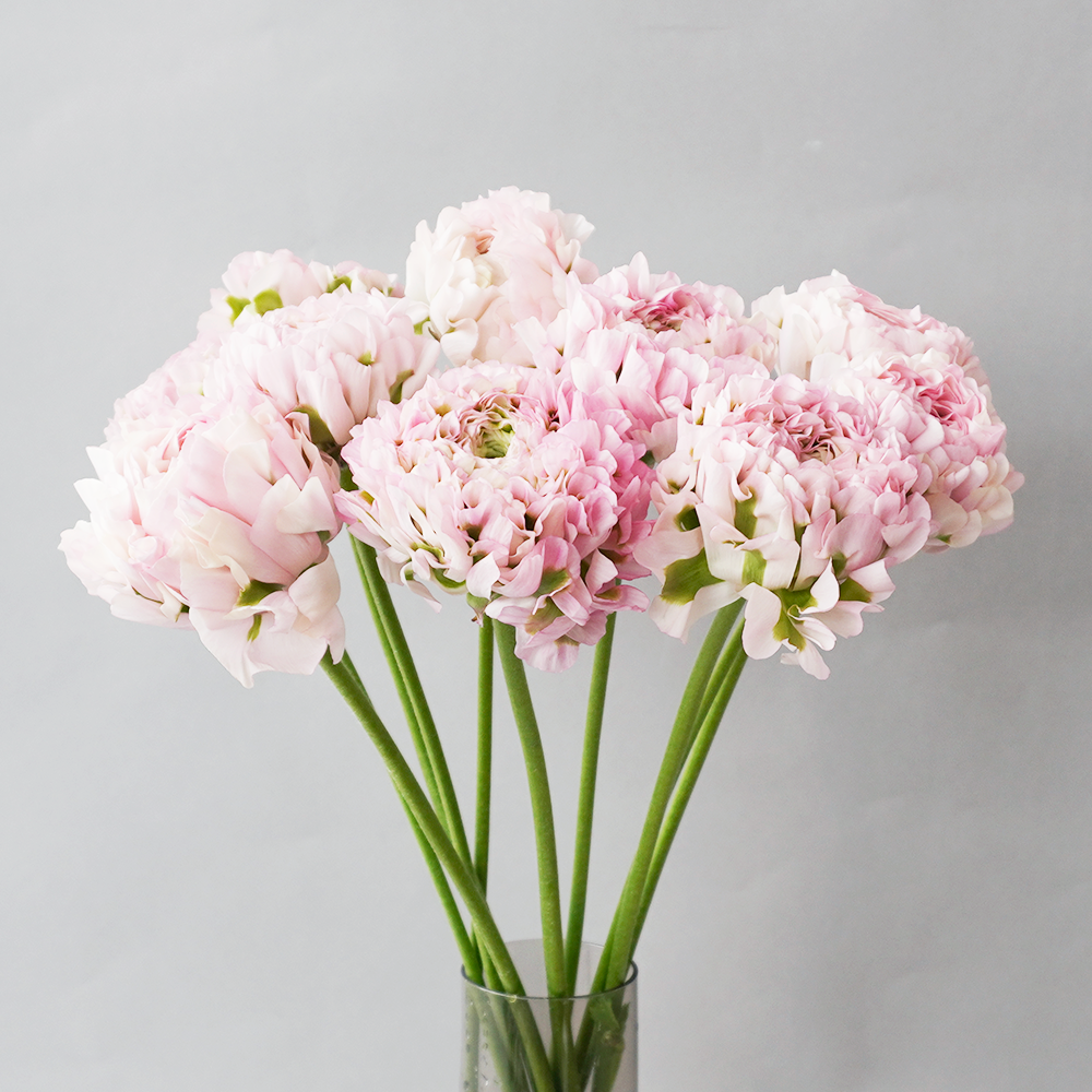 お届け期間限定 3月31日 木 まで 青木園芸さんから届く ラナンキュラス 10本 ポンポン咲き ピンク 送料込み よいはな Yoihana 最高品質のお花をお届けするネット通販