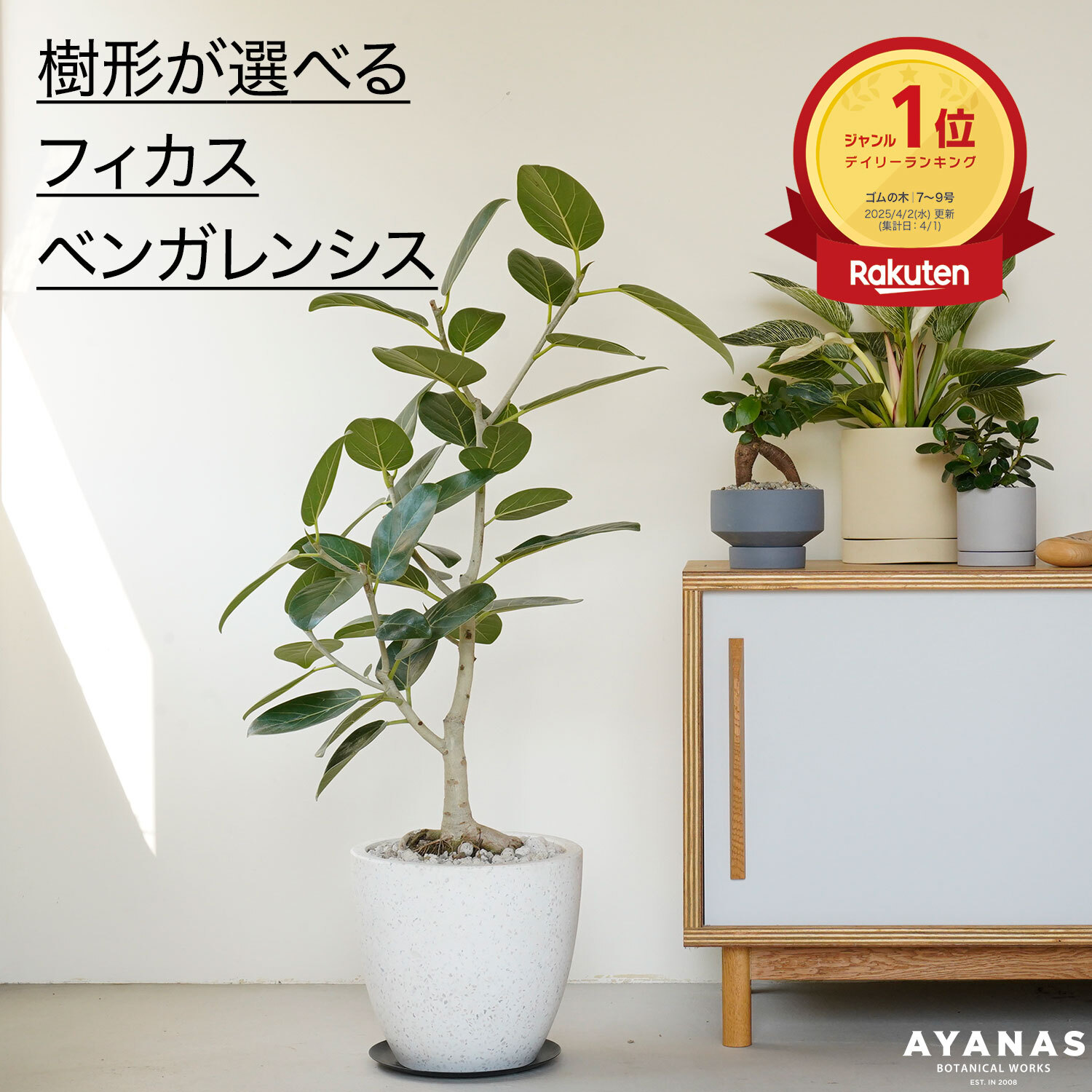 フィカス ベンガレンシス | AYANAS（アヤナス）｜観葉植物のセレクト