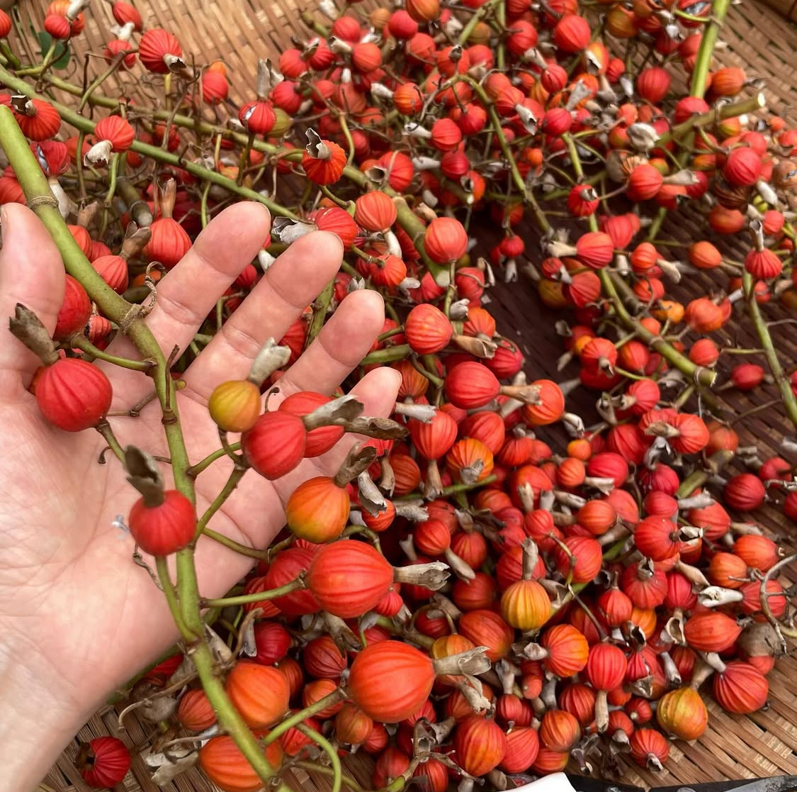 きれいな赤い実を収穫するため、何度もやんばるの森へ探しに行きました。