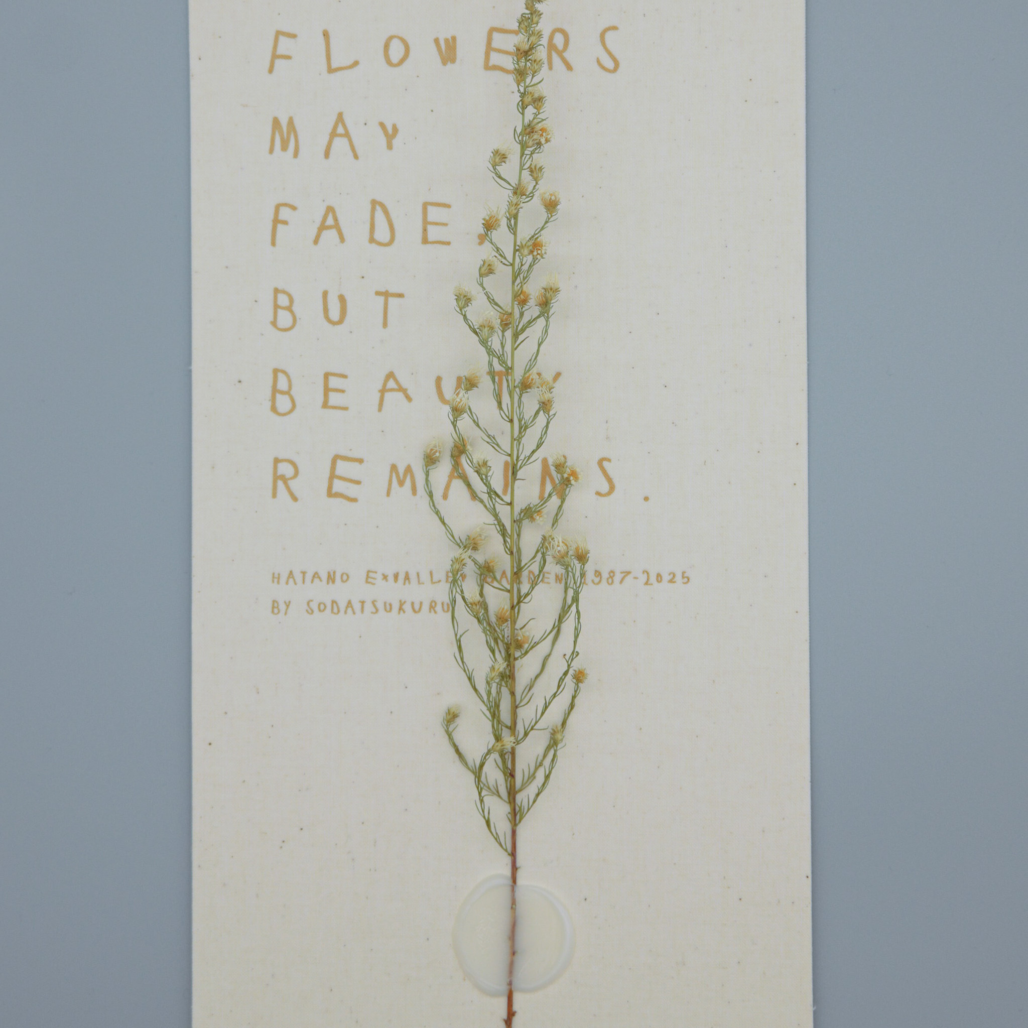 クジャクアスター