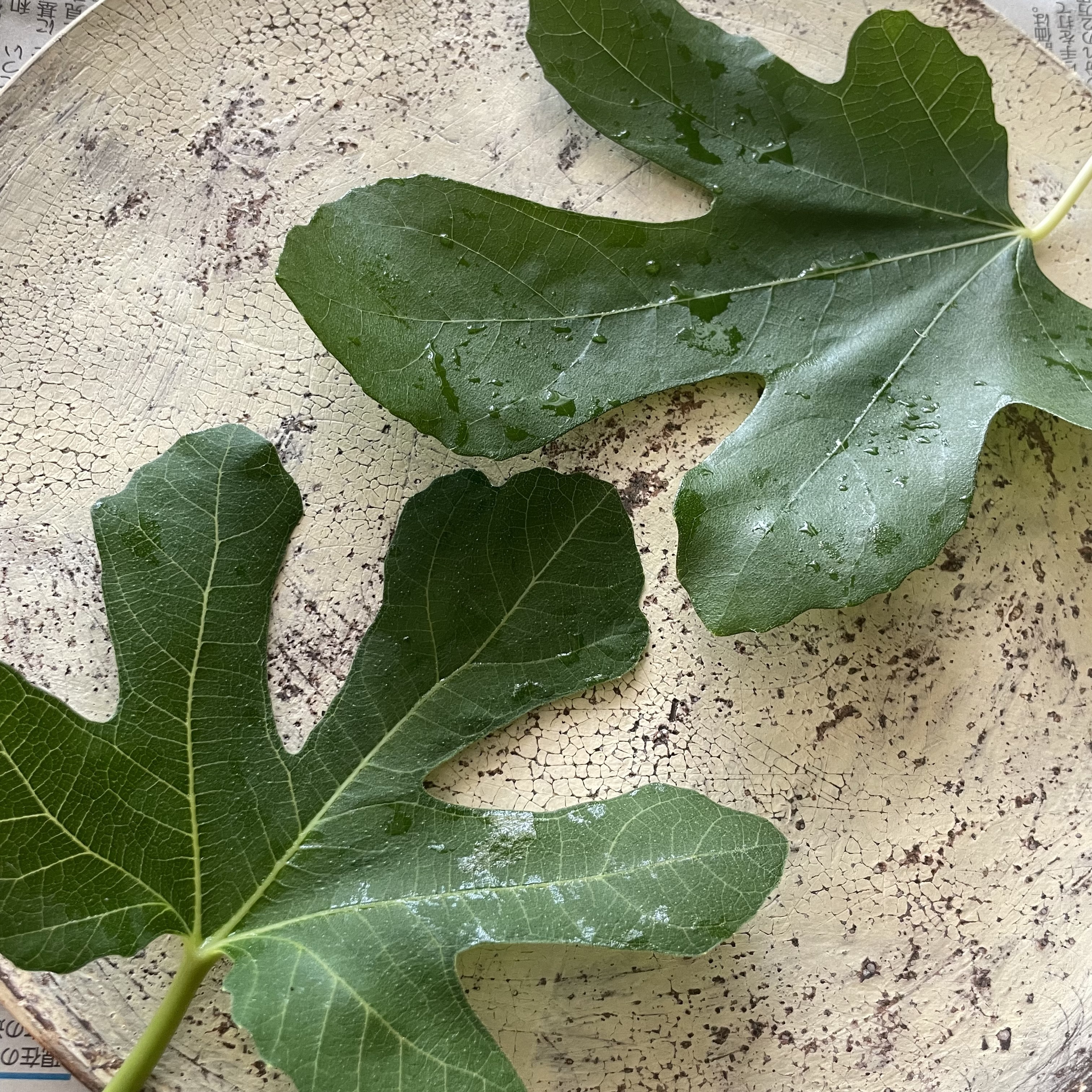 新鮮な無花果の新芽。