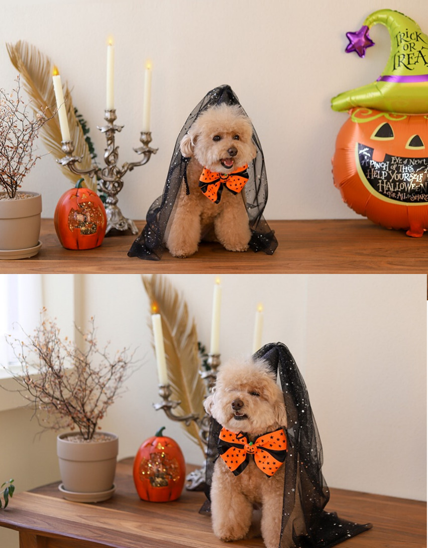 犬服ハンドメイド❤︎ハロウィン❤︎リボン取り外し可能