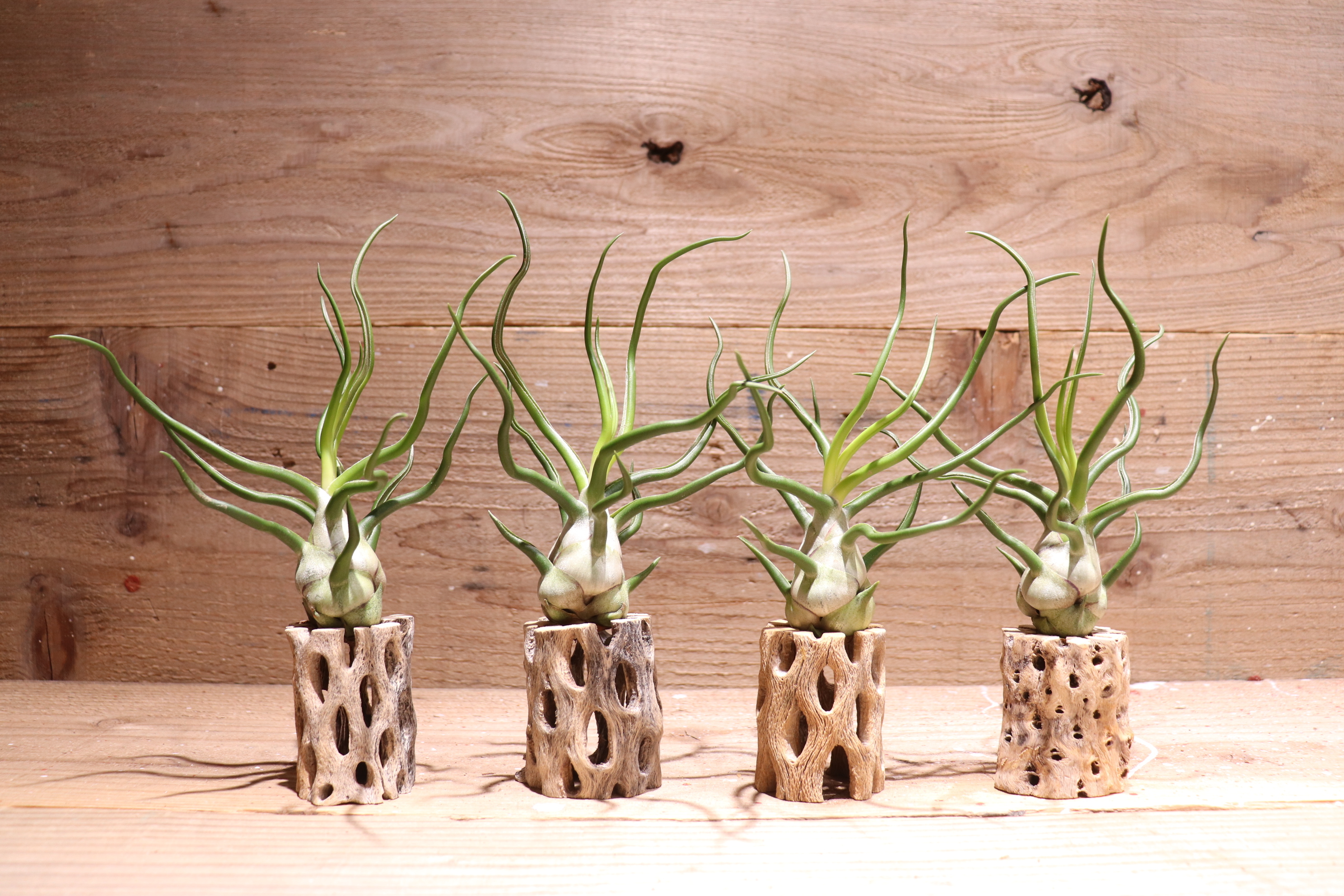 送料無料】bulbosa 'White Giant'〔エアプランツ〕現品発送T3367 送料無料】bulbosa 'White Giant'〔エアプランツ〕現品発送T3367