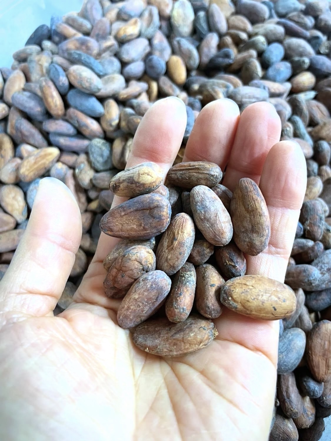 複数のカカオをブレンドしてオリジナルチョコレートから手づくりしています。