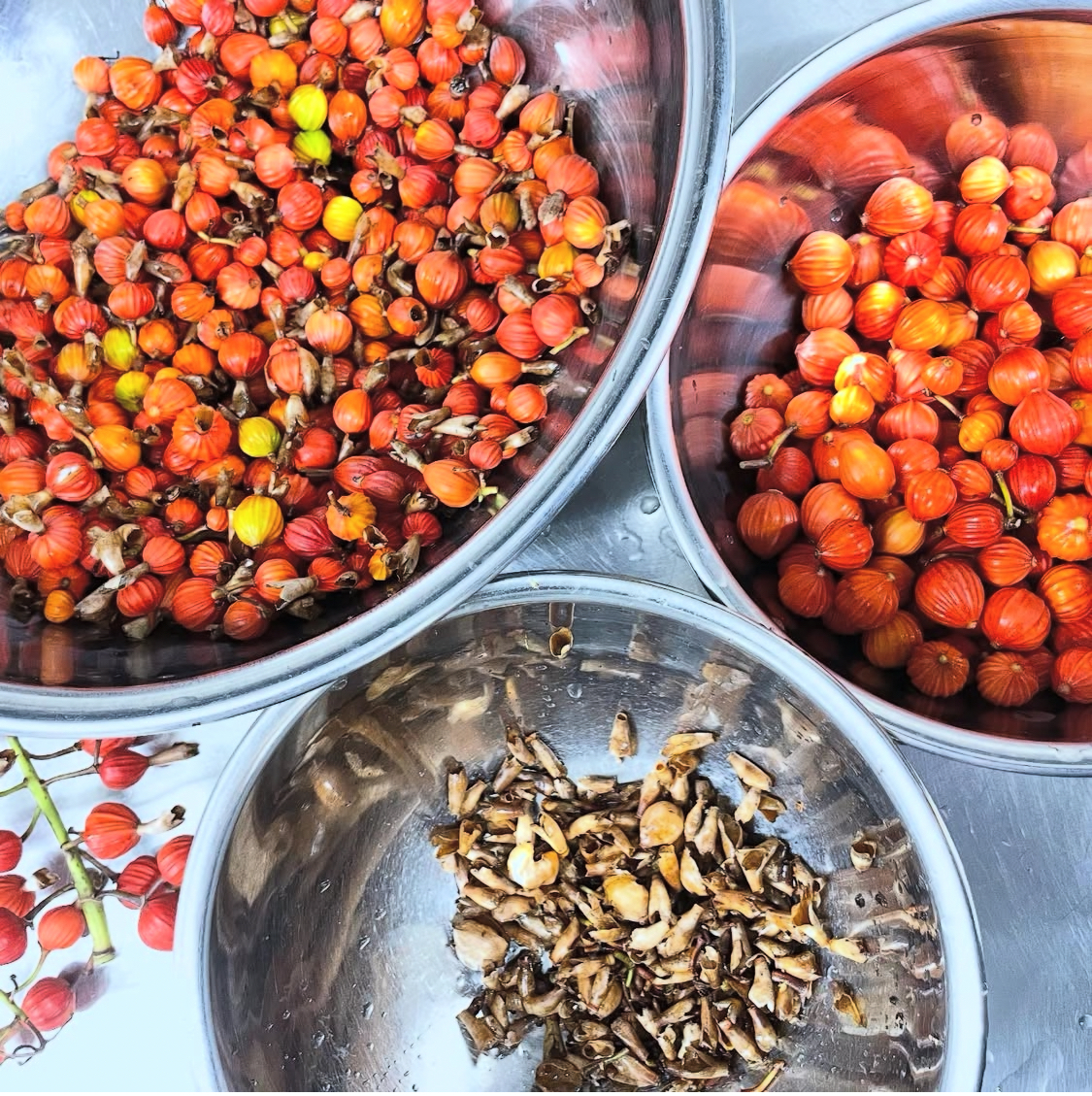 軸と花のガクをひとつずつ切り落としてきれいにしてゆきます。