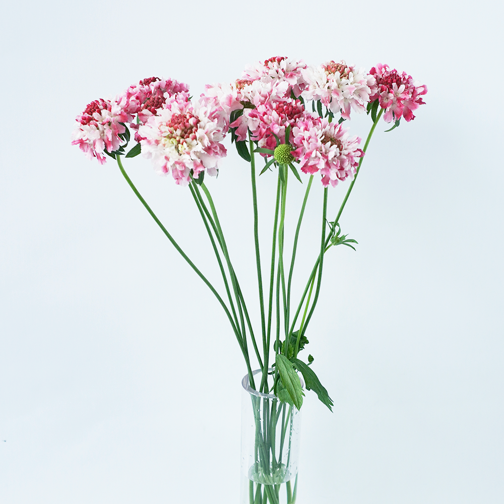 フラワーガーデン寺尾さんから届く スカビオサ ピコファンタジー 10本 【送料込み】 | よいはな (yoihana) |  最高品質のお花をお届けするネット通販