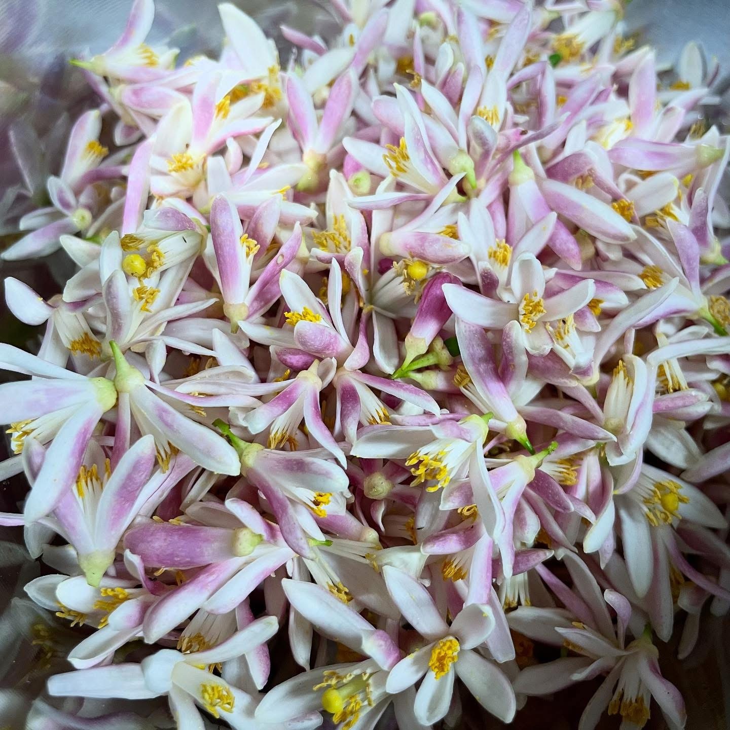 たっぷりの花から、繊細な香りだけを抽出します。