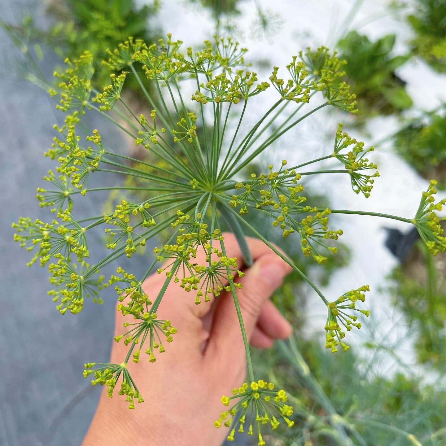 5月ごろ、甘い香りの花のつぼみが咲きはじめます。