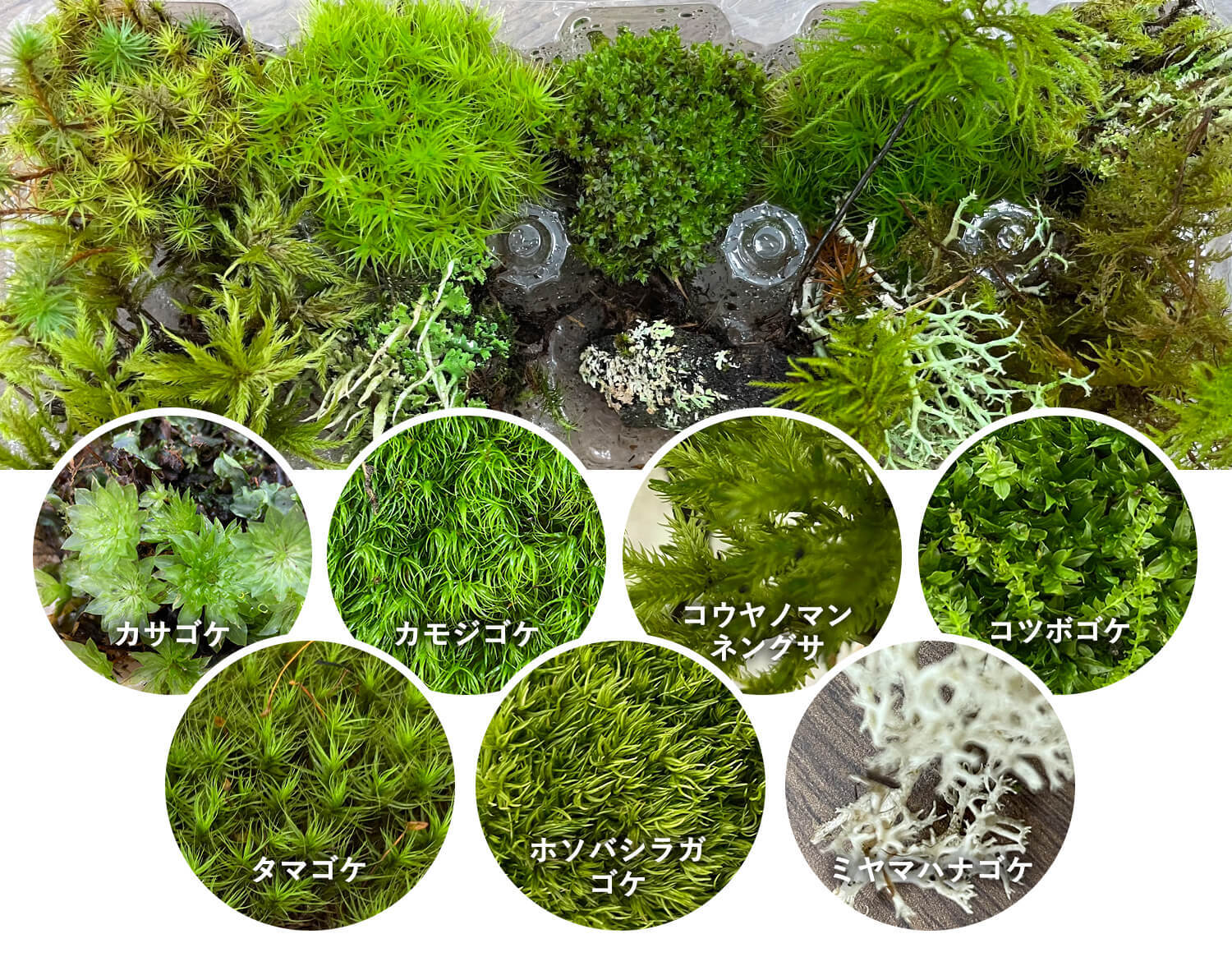 はじめての方でも作れる苔テラリウム作成キット やすらぎの森 苔テラリウムm 1 苔と灯りのお店 3escience