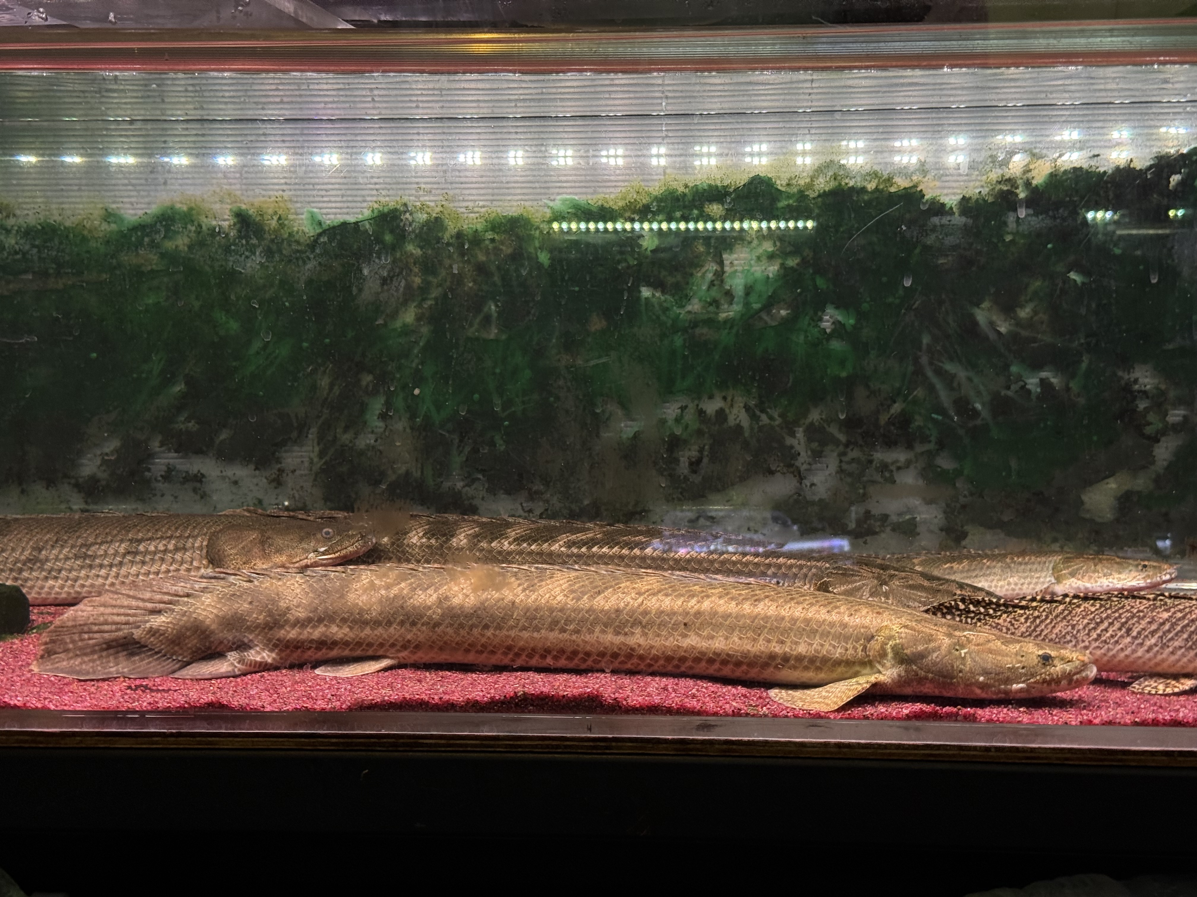 E02②   トゥルカナ湖　Po.ビキールビキール　61㎝前後　♂   証明書付き　薬浴完了済み