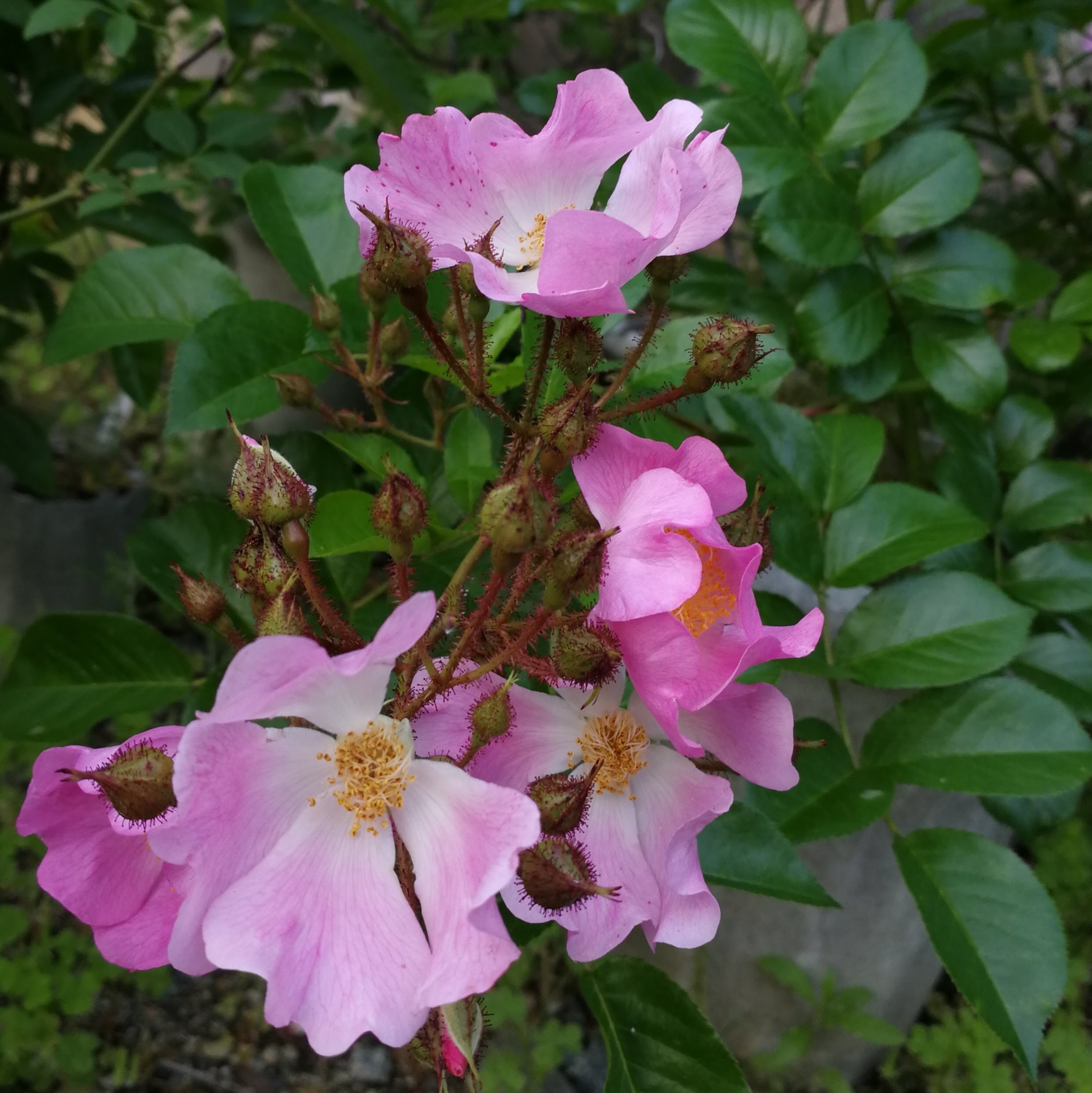 ツクシノイバラ Rosa Multiflora Var Adenochaeta 天空のバラ園 無農薬バラ苗 花 ハーブ産直販売
