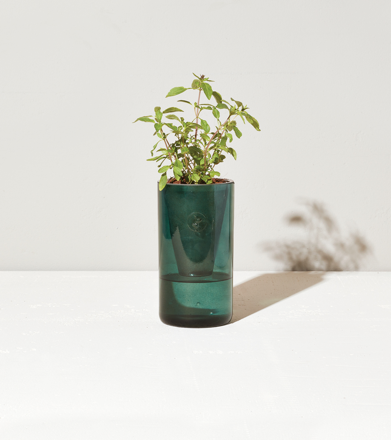 水耕栽培キット Tumbler Grow ベビーケール ルッコラ Hove Online Store 水耕栽培キット Tumbler Grow ベビーケール ルッコラ Hove Online Store