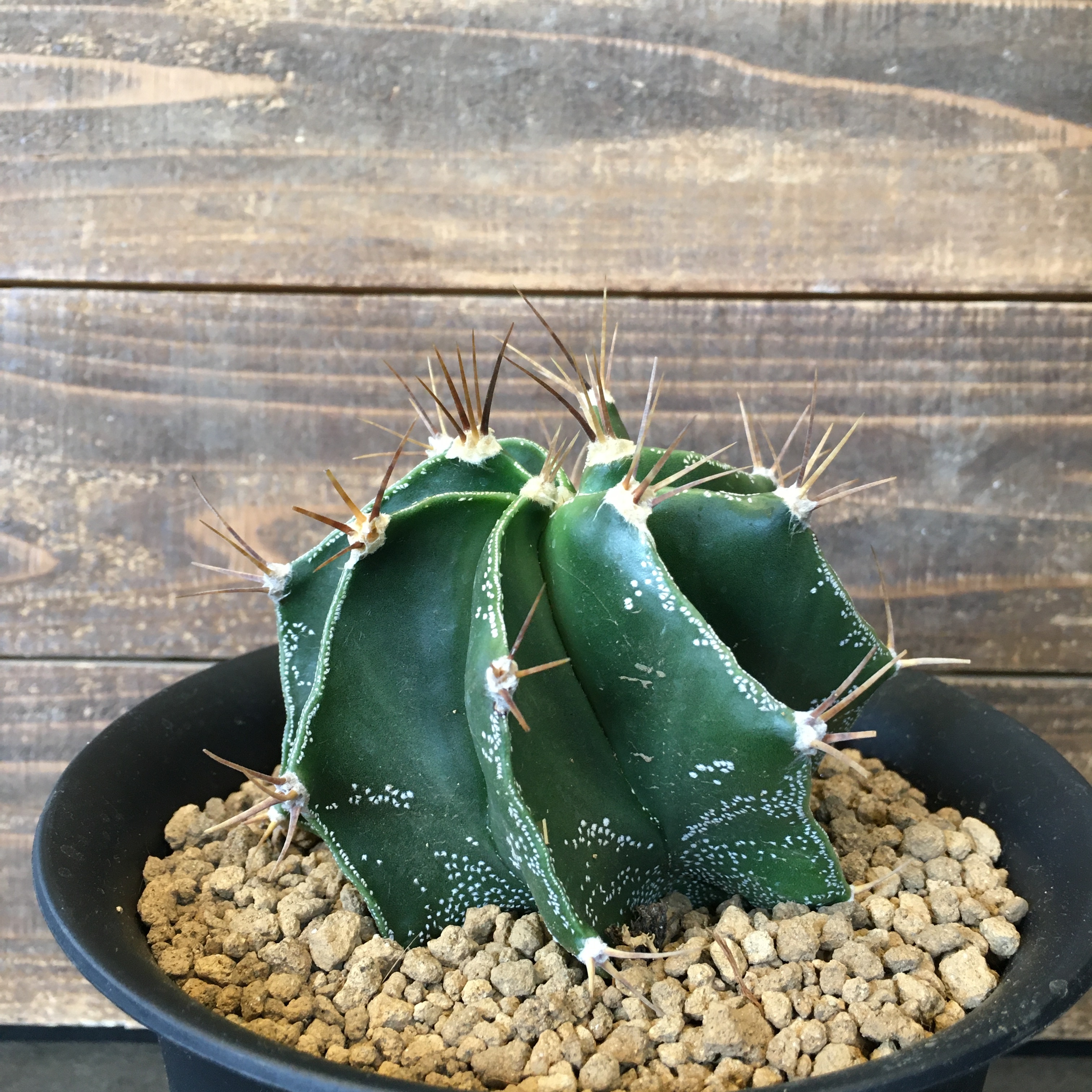 サボテン 般若 Protoleaf プロトリーフ