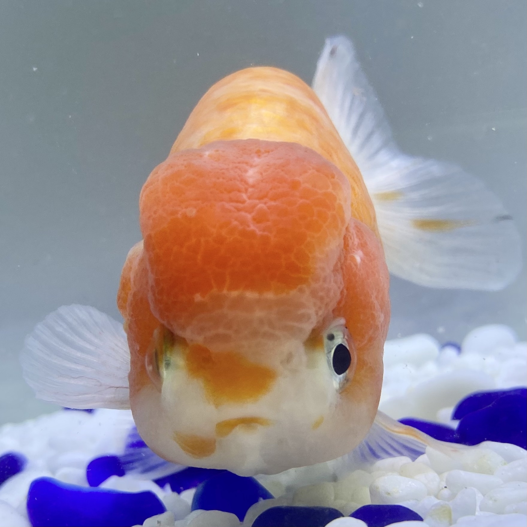 国産 金魚 加藤氏 桜錦 1匹 12センチ前後 愛好家産 Sakura Sarasa