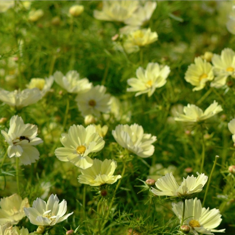 コスモス イエローキャンパス Cosmos Bipinnatus Yellow Campus 天空のバラ園 無農薬バラ苗 花苗 クレマチス ハーブ産直販売 コスモス イエローキャンパス Cosmos Bipinnatus Yellow Campus 天空のバラ園 無農薬バラ苗 花苗 クレマチス ハーブ産直販売