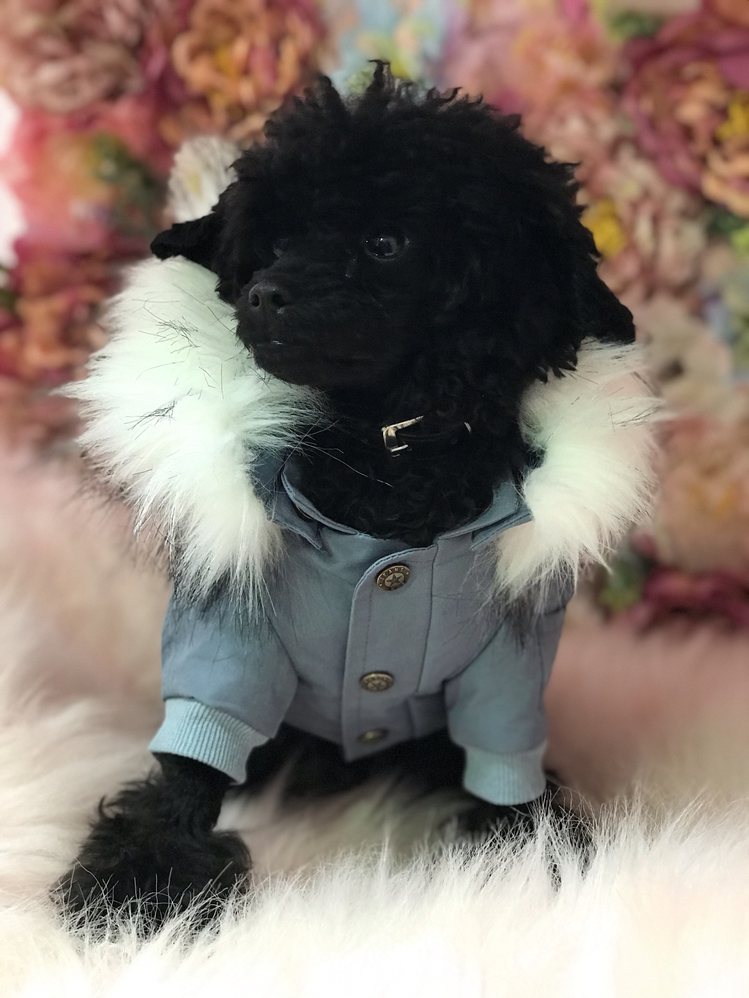 犬服 ドッグウェア Fancy House ふわふわファー付き モッズ風コート Npo法人ペット里親会noel S