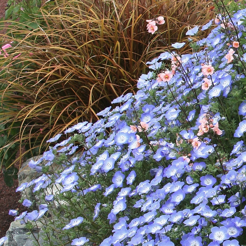 ネモフィラ メンジェシー Nemophila Menziesii 天空のバラ園 無農薬バラ苗 花苗 クレマチス ハーブ産直販売