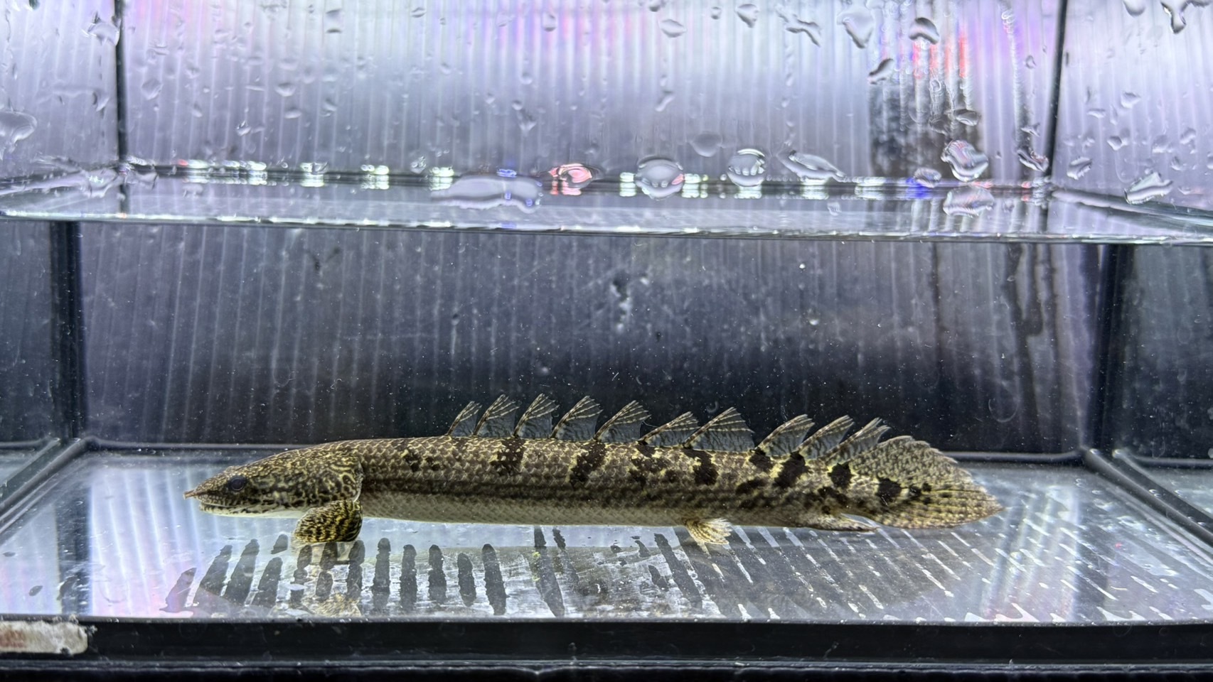 A19   Po.デルヘッジ ロイヤルバンド　16㎝前後