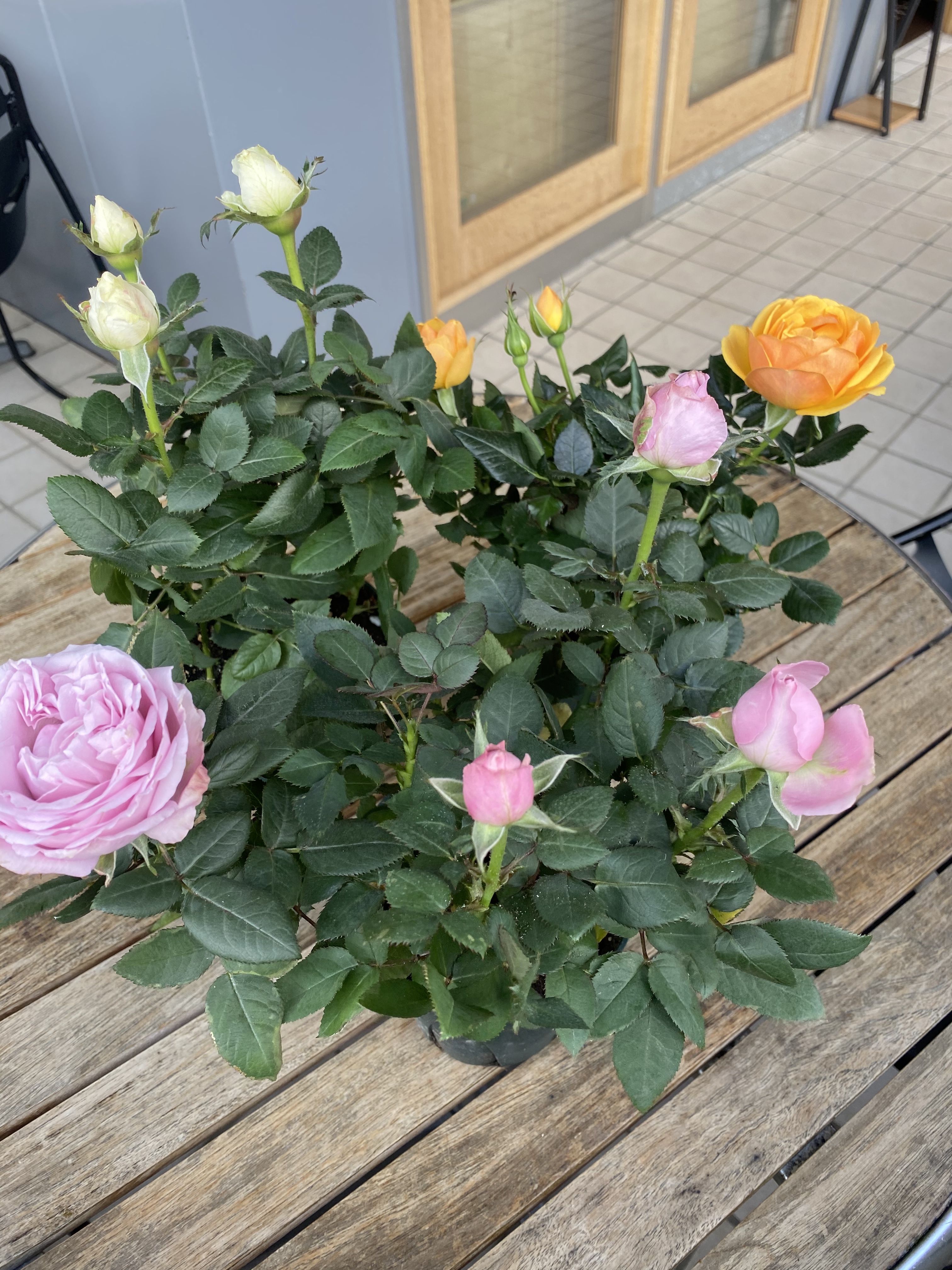 送料無料 ミニバラ インフィニティローズ ホワイト 4号 苗 Florist Lulu Flower ルルフラワー オンラインストア 送料無料 ミニバラ インフィニティローズ ホワイト 4号 苗 Florist Lulu Flower ルルフラワー オンラインストア
