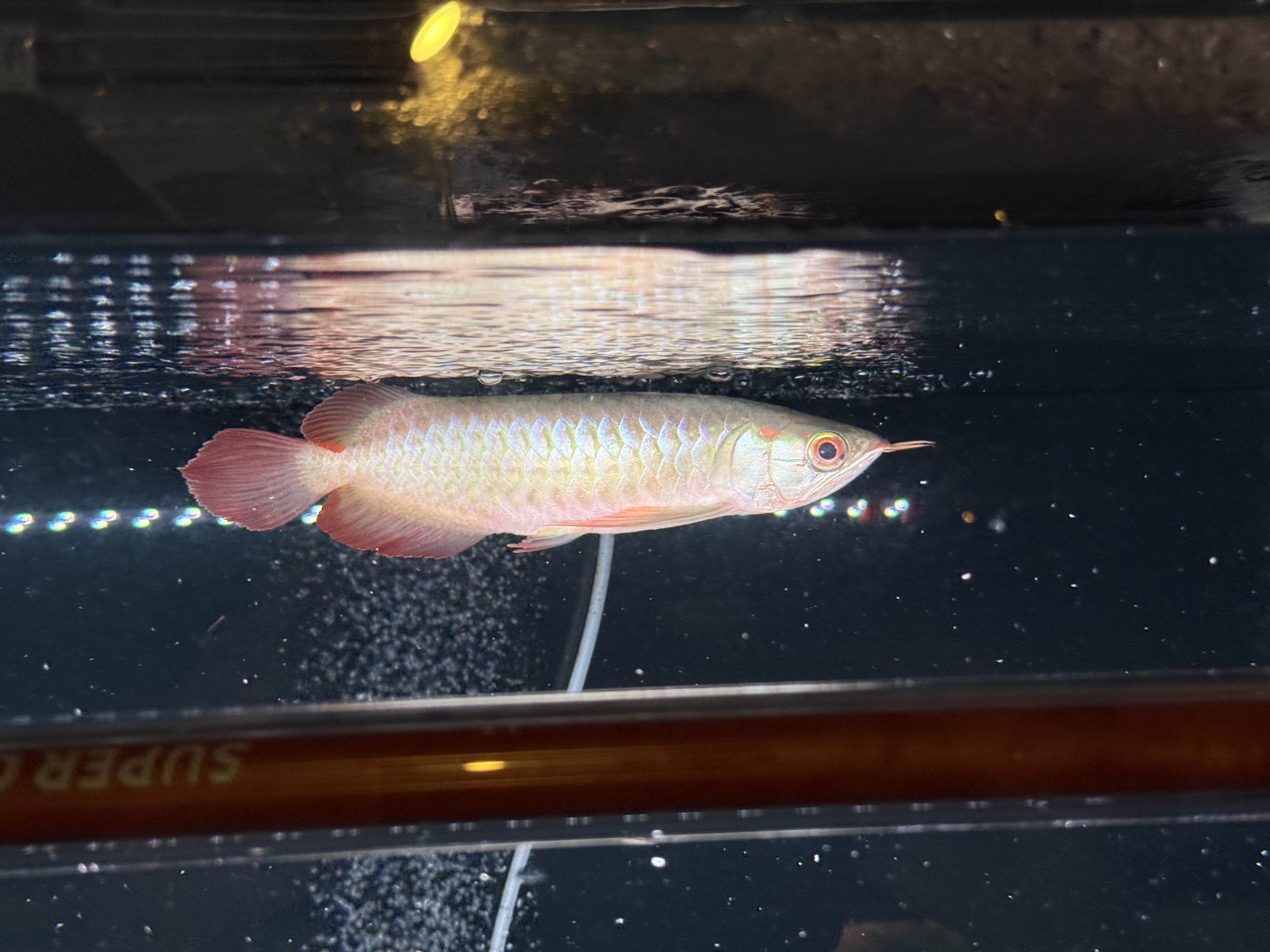 B06  AGUSスーパーレッドF4  25㎝前後　PT.ARWANA LESTARI  アジアアロワナ　紅龍　250-009760