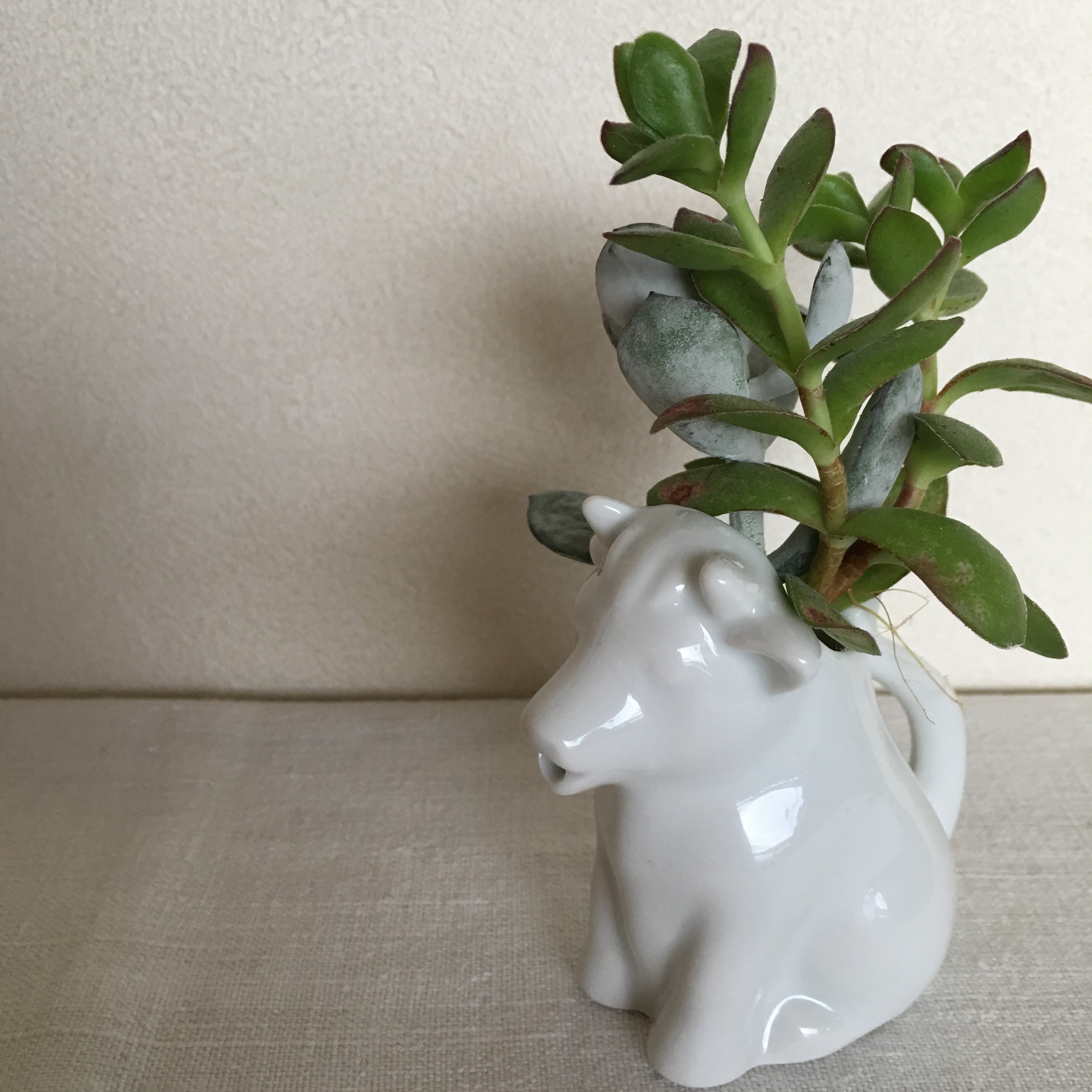 小さな牛のミルクピッチャー わたげ舎