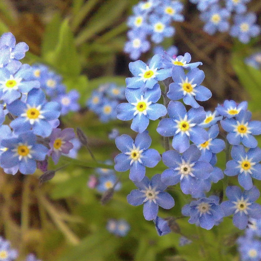 ワスレナグサ ブルームッツ Myosotis Hybrid 天空のバラ園 無農薬バラ苗 花苗 クレマチス ハーブ産直販売 ワスレナグサ ブルームッツ Myosotis Hybrid 天空のバラ園 無農薬バラ苗 花苗 クレマチス ハーブ産直販売
