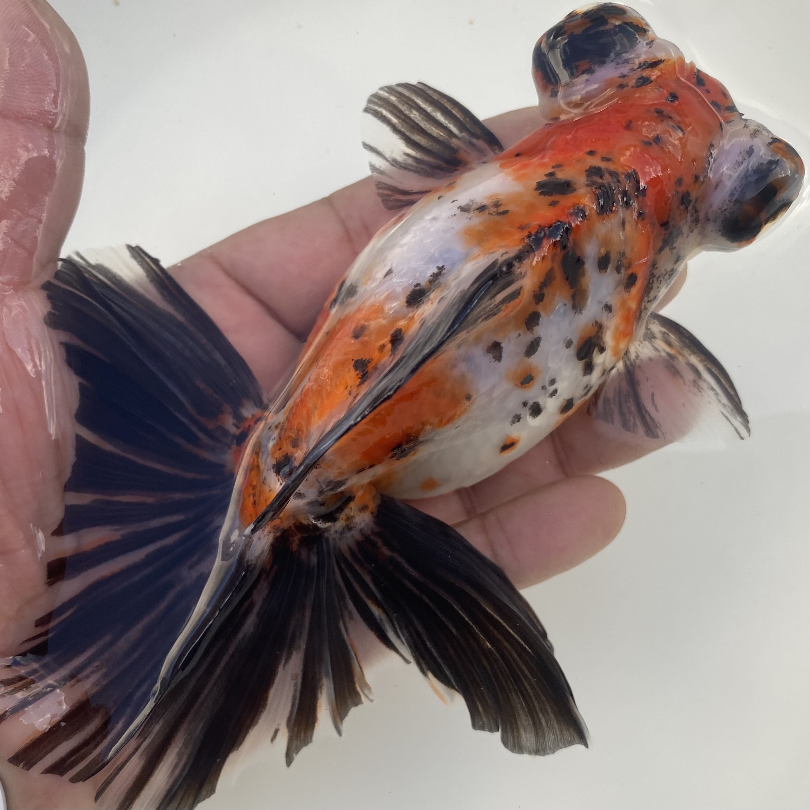 金魚 生体 キャリコ蝶尾 16センチ前後 中国産 当店親魚 Sakura Sarasa 金魚 生体 キャリコ蝶尾 16センチ前後 中国産 当店親魚 Sakura Sarasa