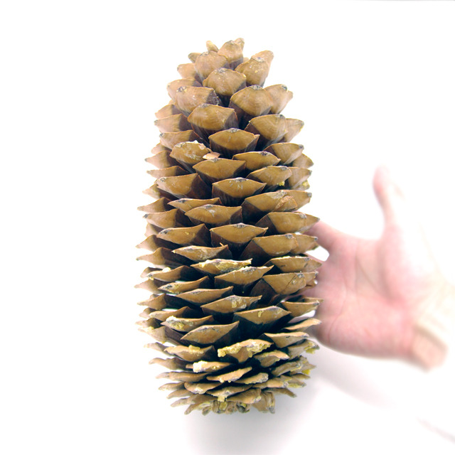 シュガーパインコーン Natural Gallery