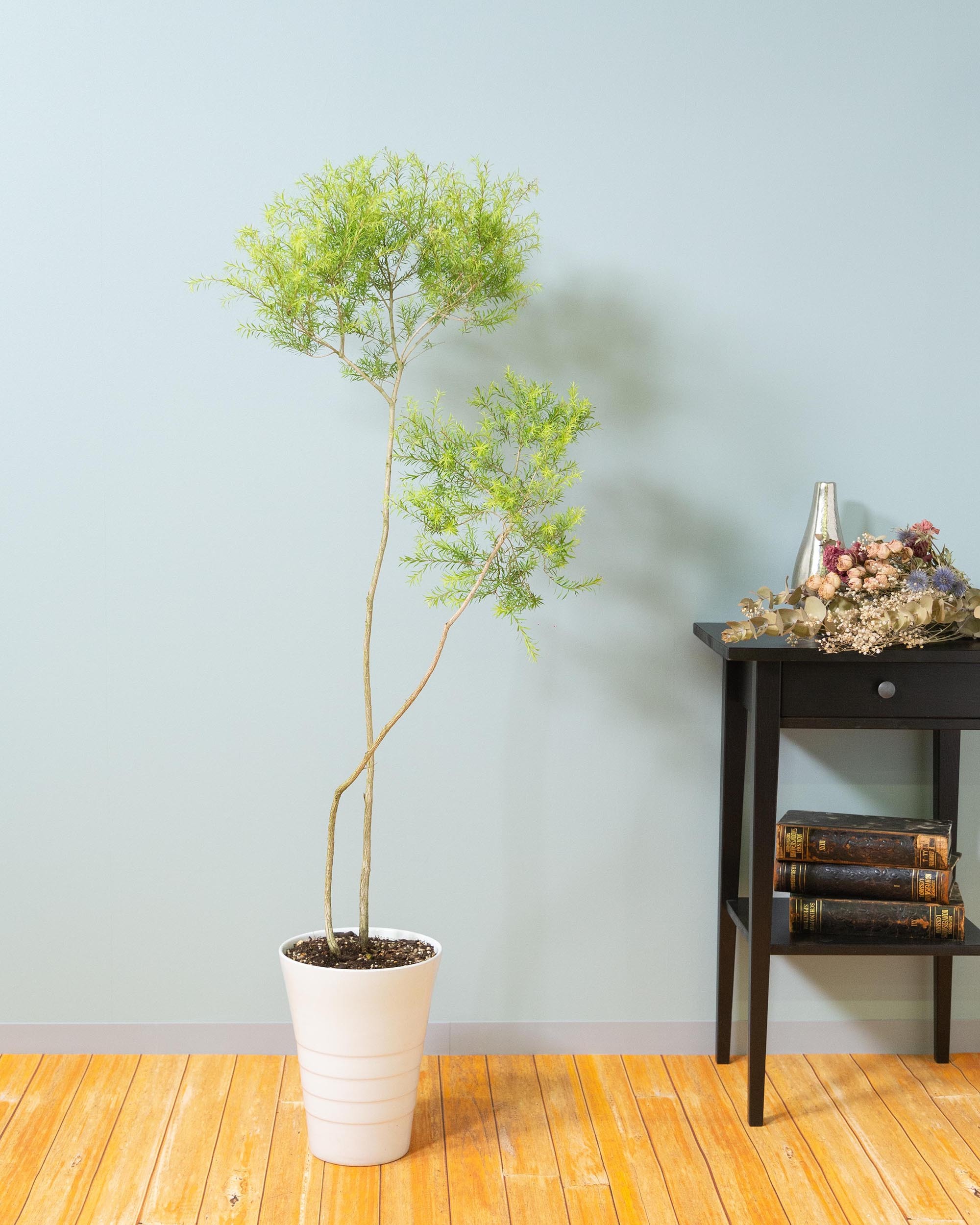 観葉植物 メラレウカ レボリューションゴールド 7号 陶器鉢 個性的 インテリア 曲がり Florist Lulu Flower ルルフラワー オンラインストア