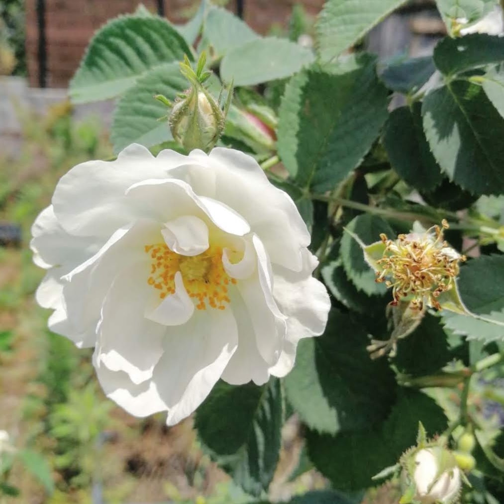 セミプレナ Alba Semi Plena 21年度新苗予約 お届けは21年5月上旬以降 天空のバラ園 無農薬バラ苗 花苗 クレマチス ハーブ産直販売 セミプレナ Alba Semi Plena 21年度新苗予約 お届けは21年5月上旬以降 天空のバラ園 無農薬バラ苗 花苗 クレマチス ハーブ産直販売