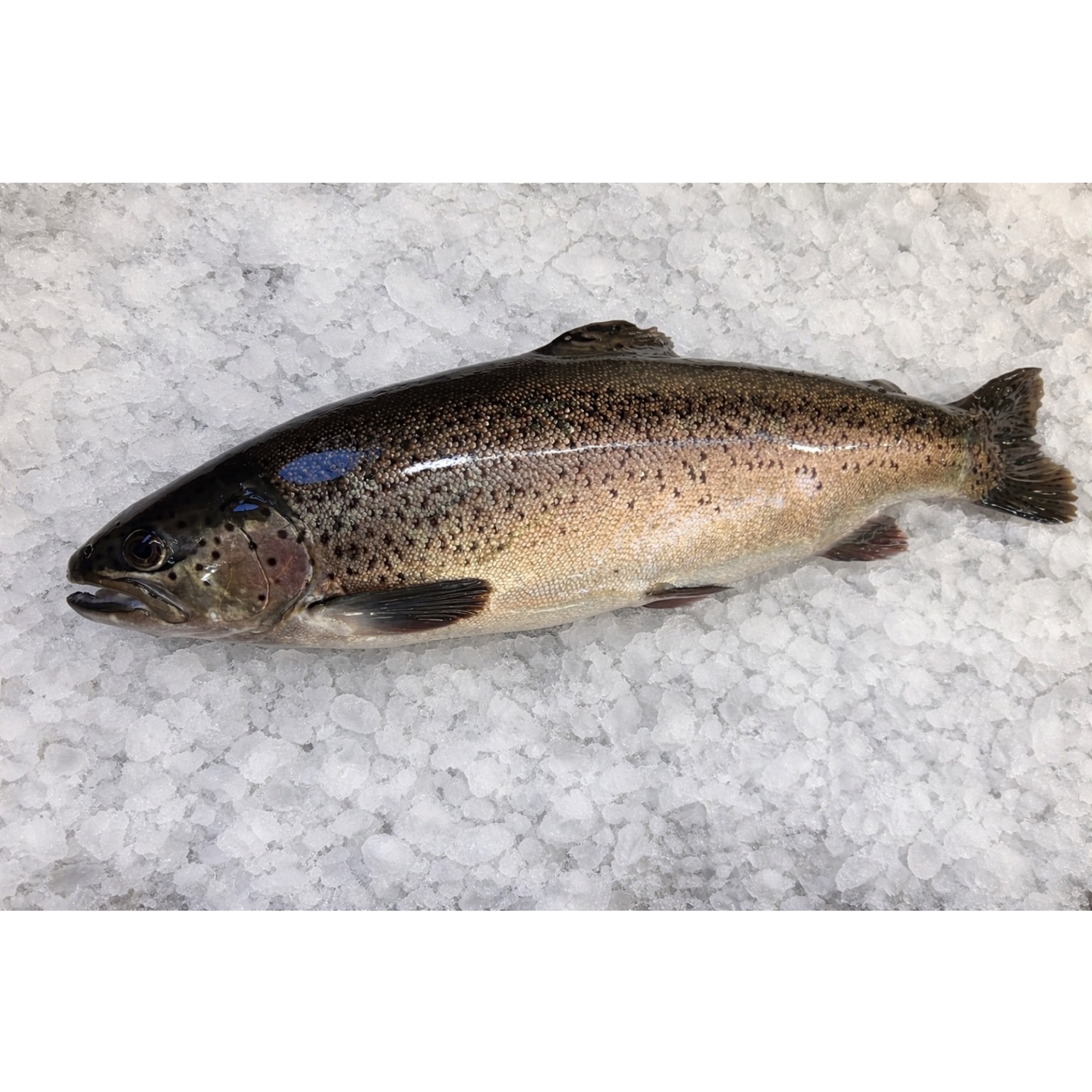 【鬼絞め】信州サーモン