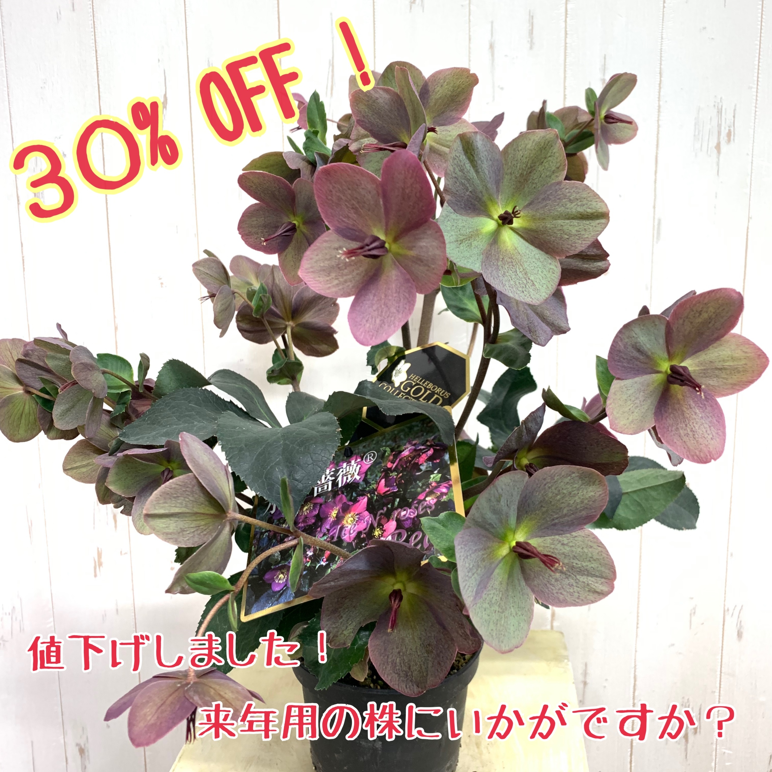 【値下げ!】初心者向け超丈夫!豪華な花付きクリスマスローズ【氷の薔薇】レッド5号 - 画像1