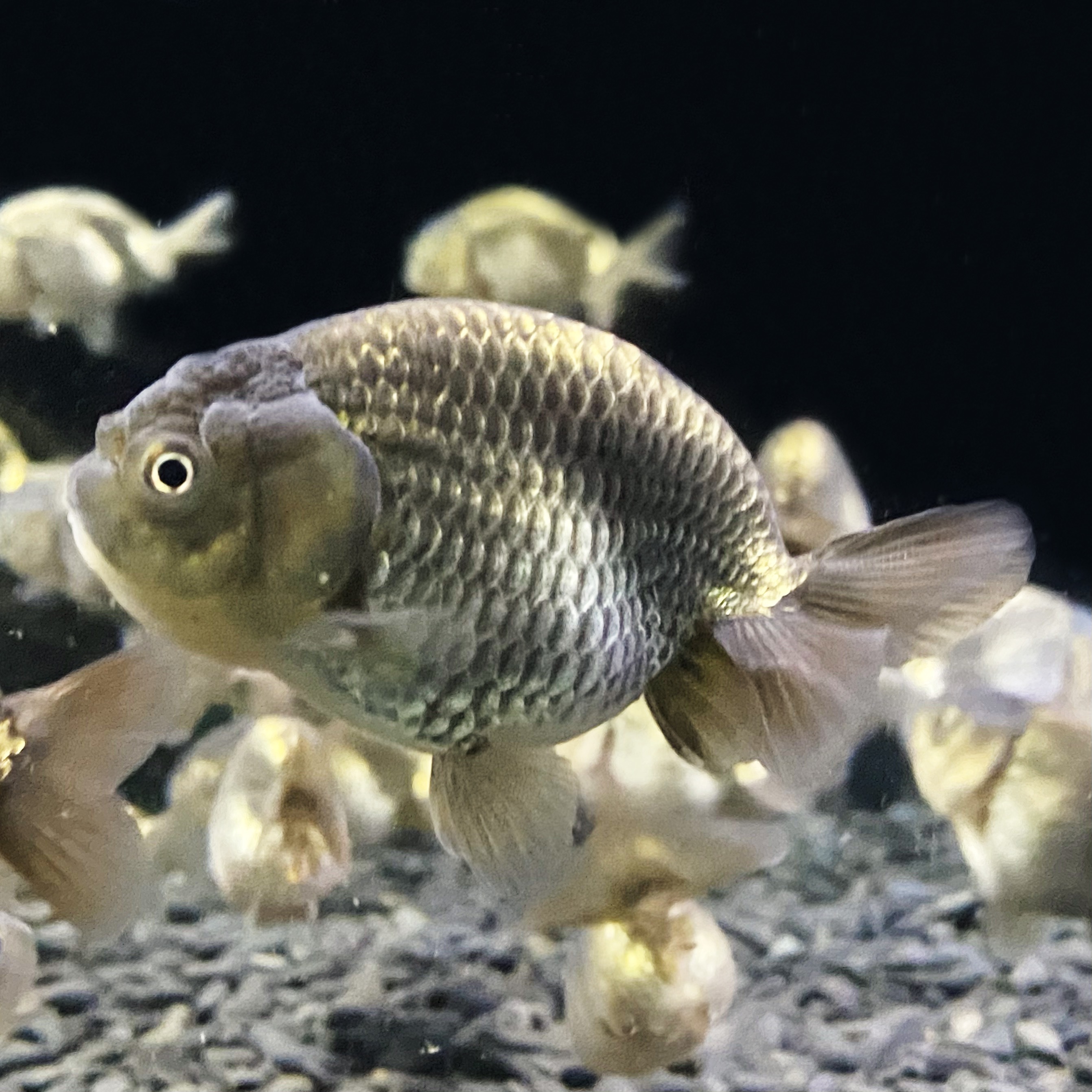 国産 金魚 変わりらんちゅう 1匹 5センチ前後 選びなし 自家産 Sakura Sarasa 国産 金魚 変わりらんちゅう 1匹 5センチ前後 選びなし 自家産 Sakura Sarasa