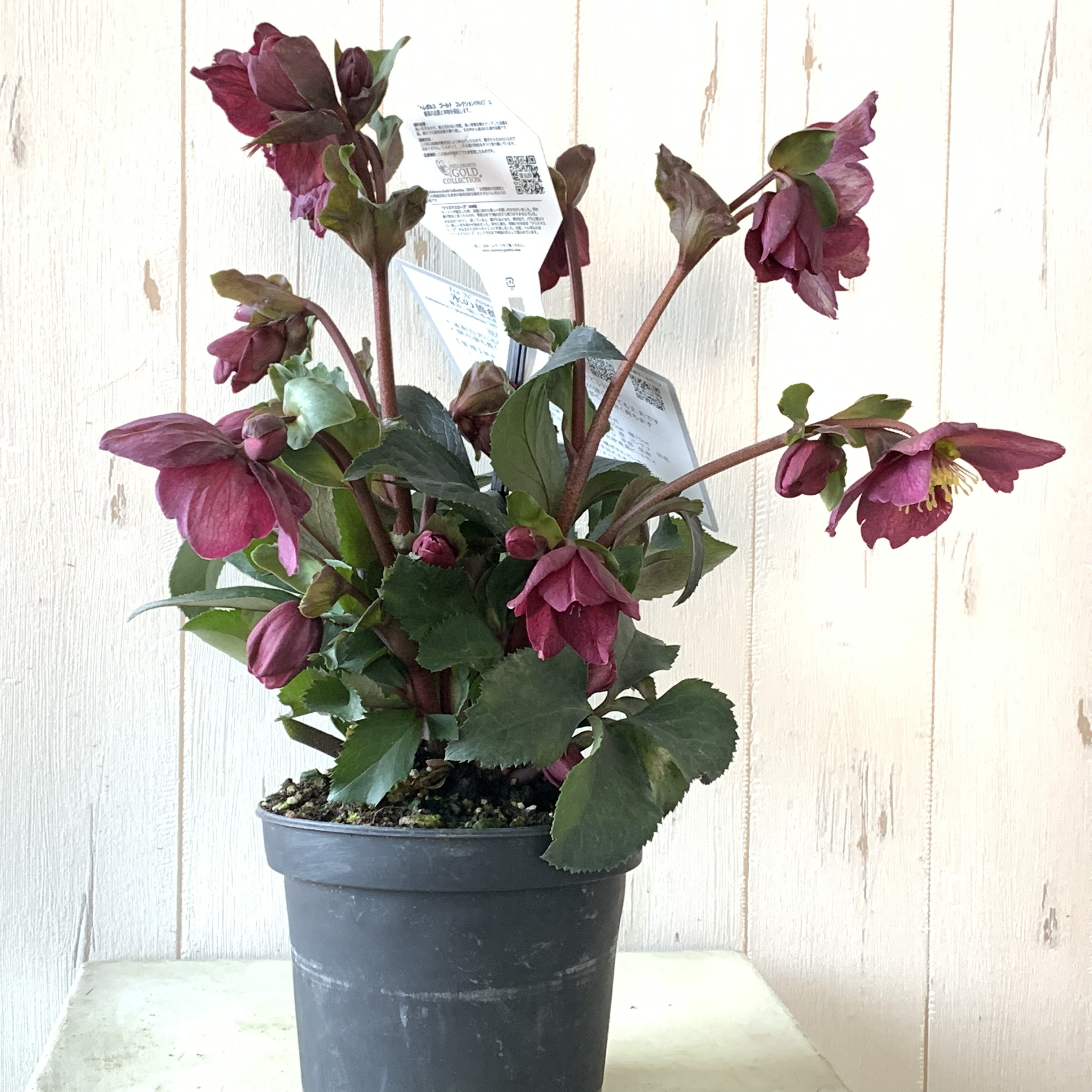 【値下げ!】初心者向け超丈夫!豪華な花付きクリスマスローズ【氷の薔薇】レッド5号 - 画像4