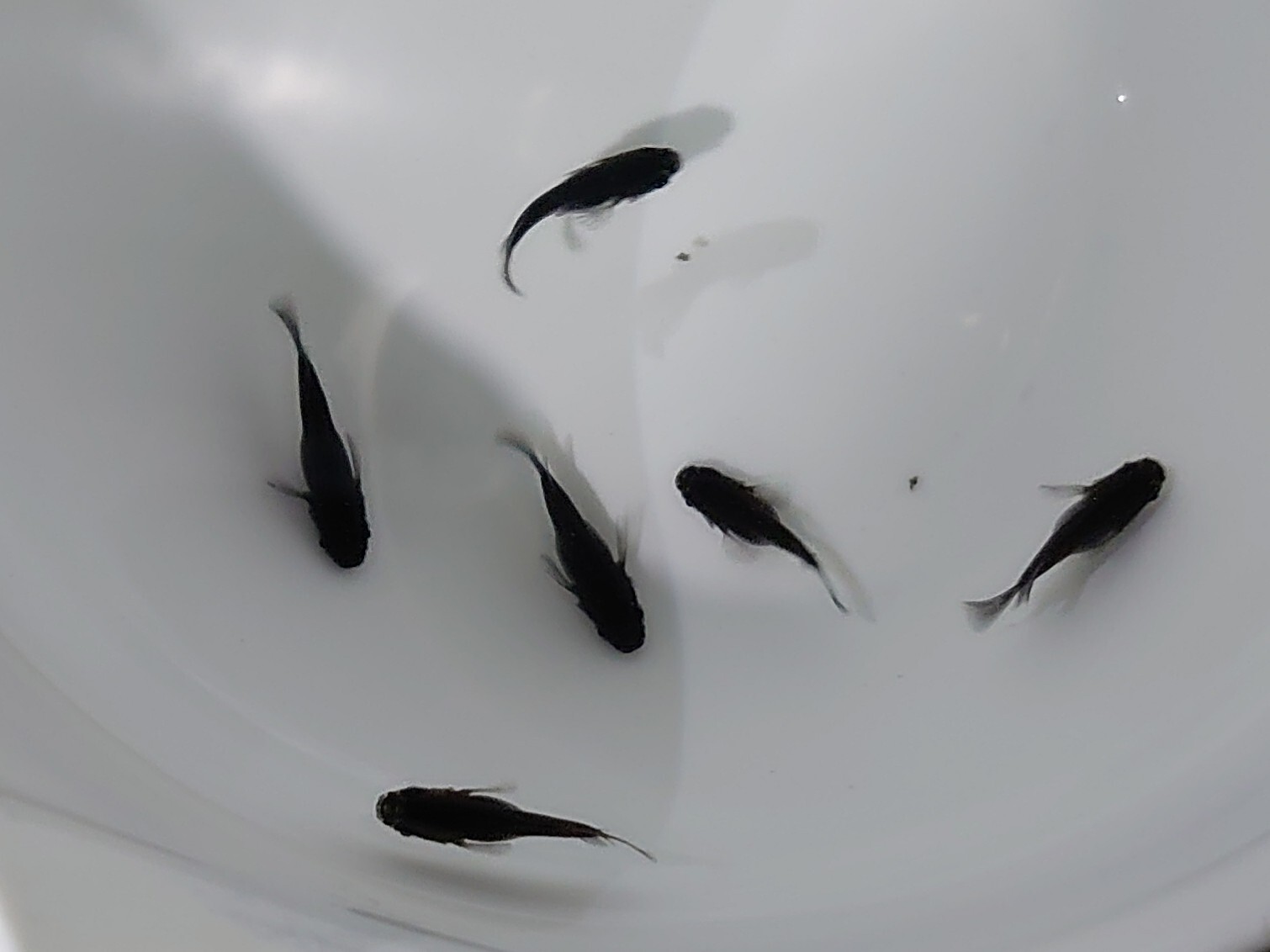 オロチ半ダルマ3ペア 熊庭めだか オロチ半ダルマ3ペア 熊庭めだか
