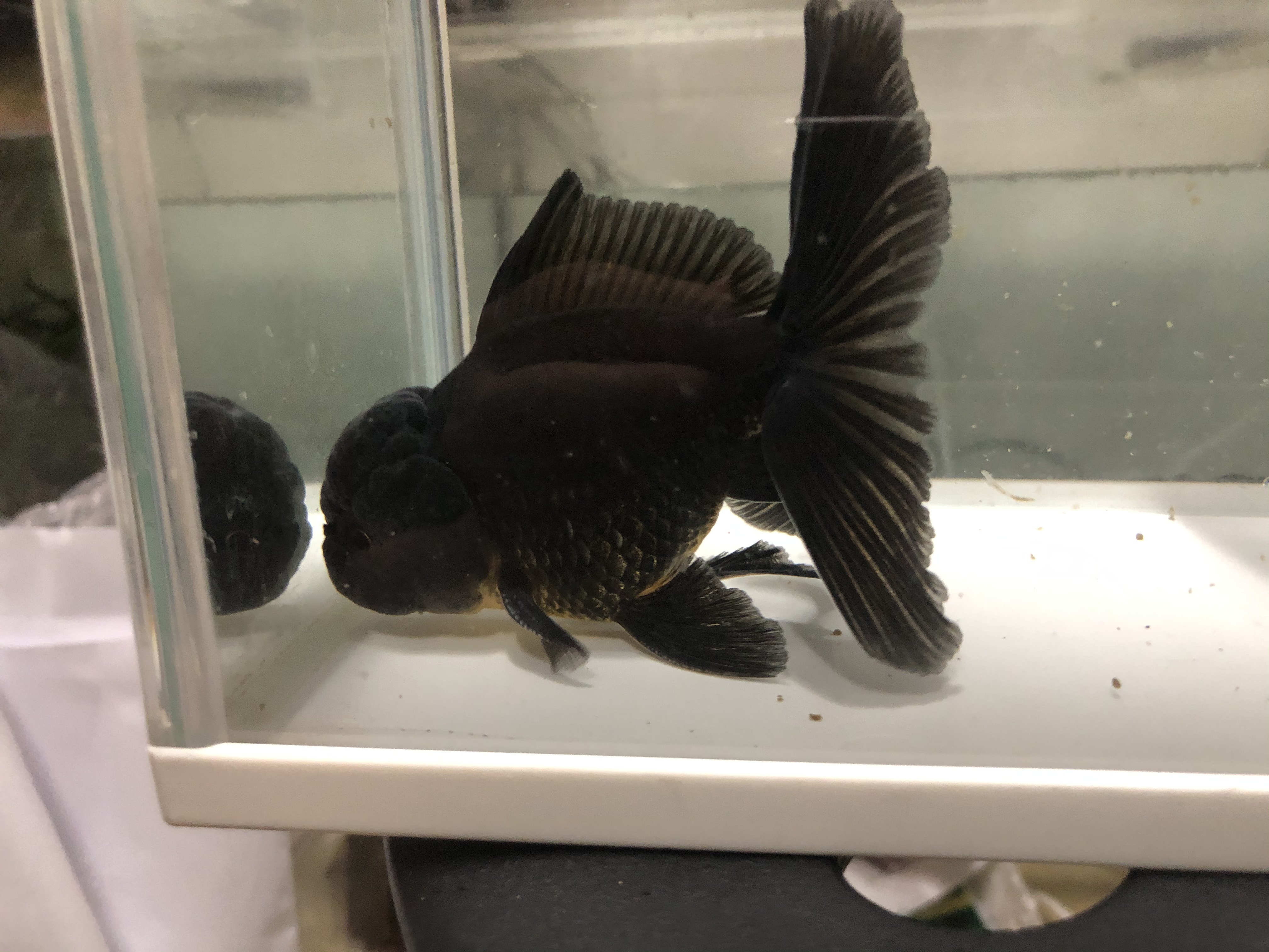 黒ハーフムーンオランダ 金魚宝房