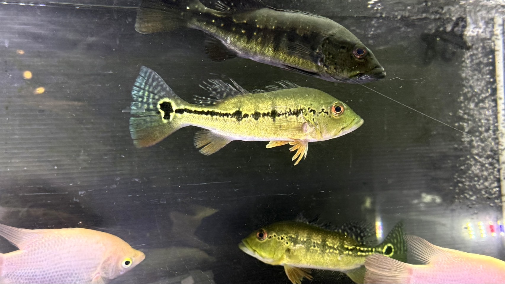 F08 キクラ インターメディア　15-18㎝前後　ワイルド