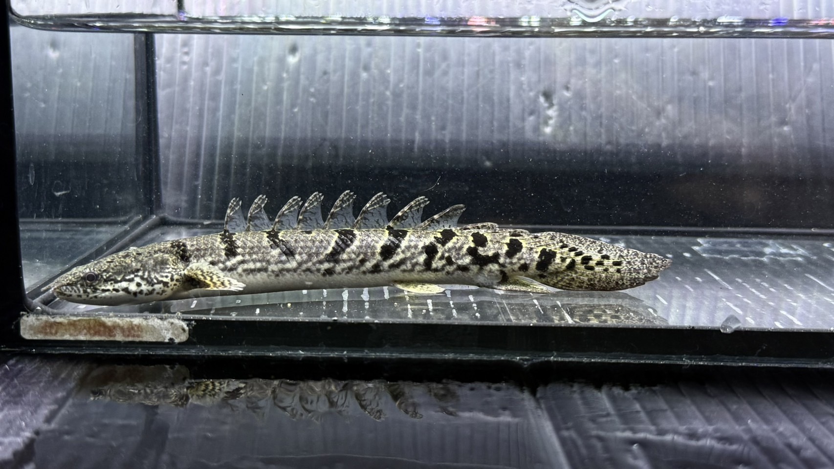 A04-1①   Po.デルヘッジ   15㎝前後
