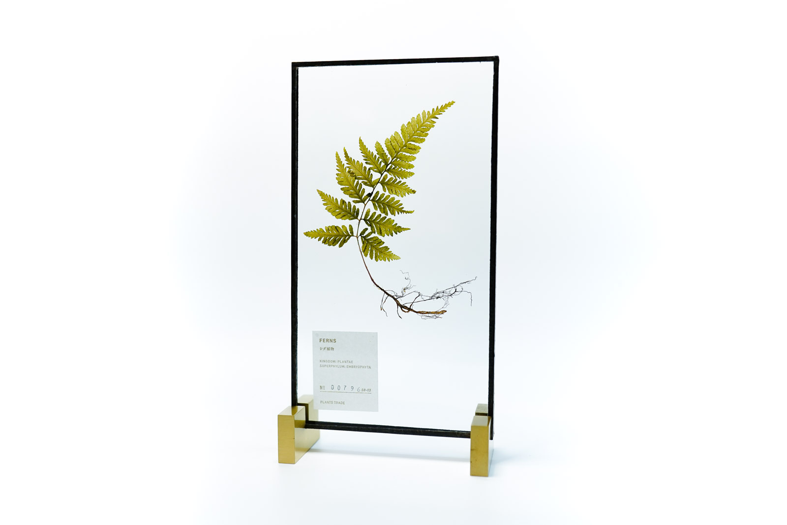 Ferns シダ植物 Plantstrade