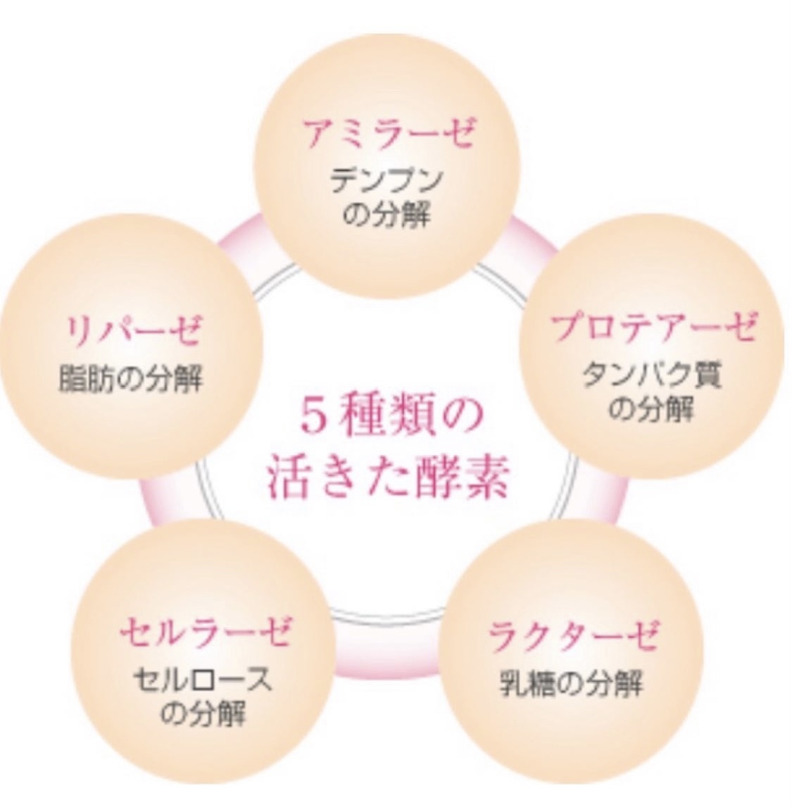 ダイエット酵素 Slim Enzyme P 株式会社キノン Online Shop ダイエット酵素 Slim Enzyme P 株式会社キノン Online Shop
