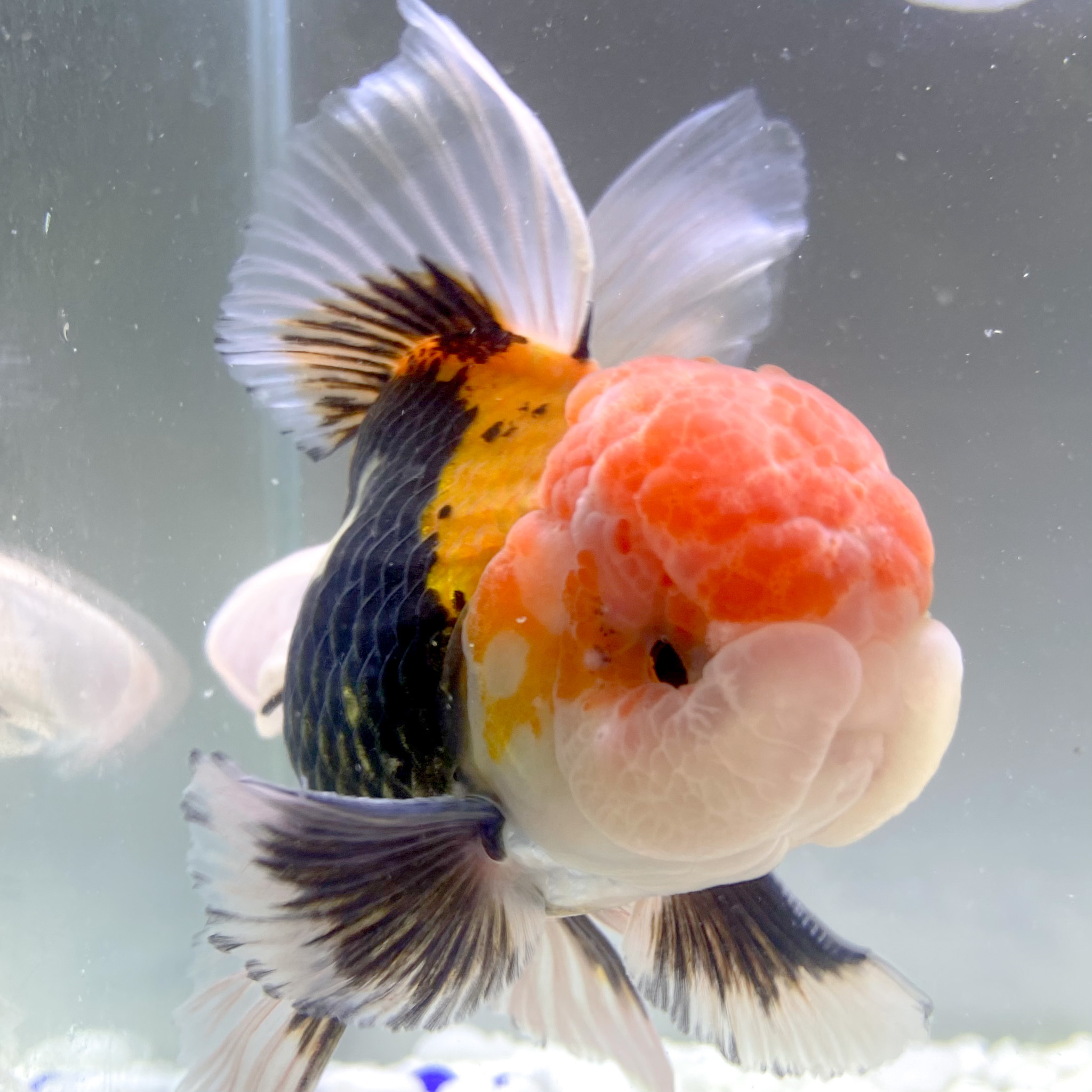 金魚 生体 トリカラーオランダ 12 13センチ前後 上物 タイ産 金魚 生体 Sakuraさらさ 金魚 生体 トリカラーオランダ 12 13センチ前後 上物 タイ産 金魚 生体 Sakuraさらさ