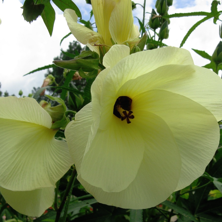 ワタ 矮性品種 ドワーフコットン Gossypium Arboreum 天空のバラ園 無農薬バラ苗 花苗 クレマチス ハーブ産直販売