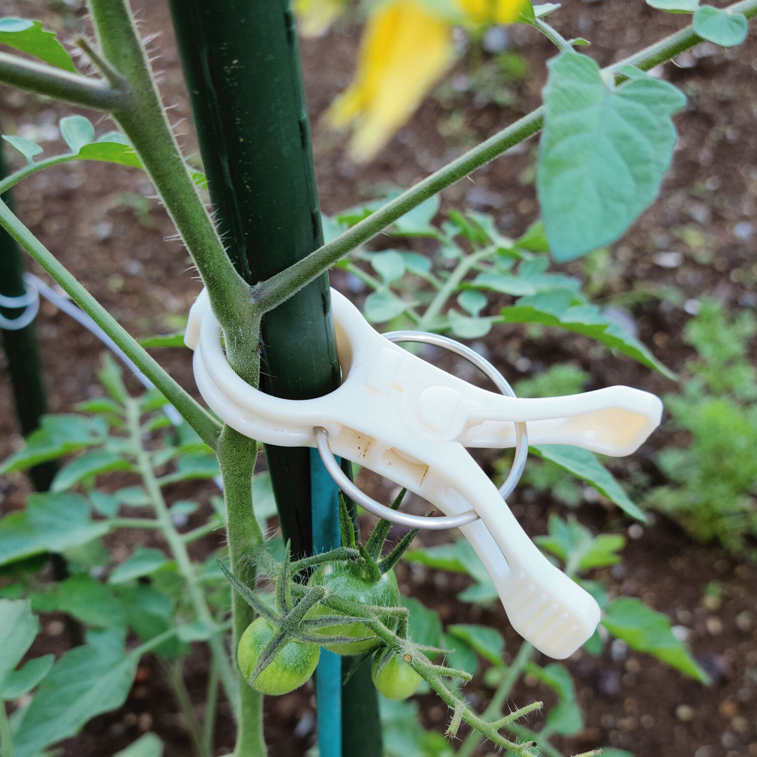 知っておきたい 家庭菜園でミニトマトに支柱を立てる方法とは オリジナル園芸資材販売 株式会社rirai