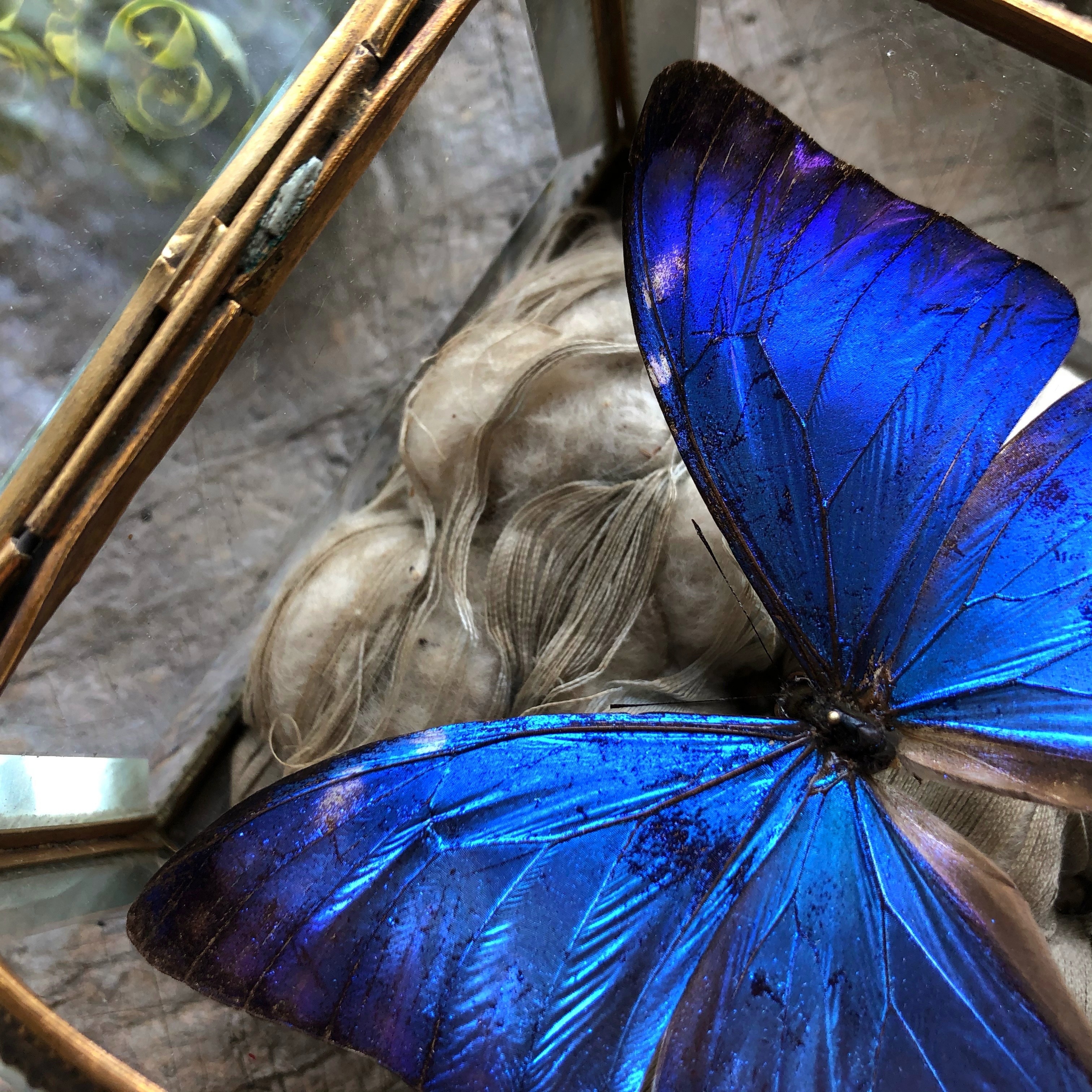 モルフォ蝶の標本入り宝石箱 メルキュール骨董店