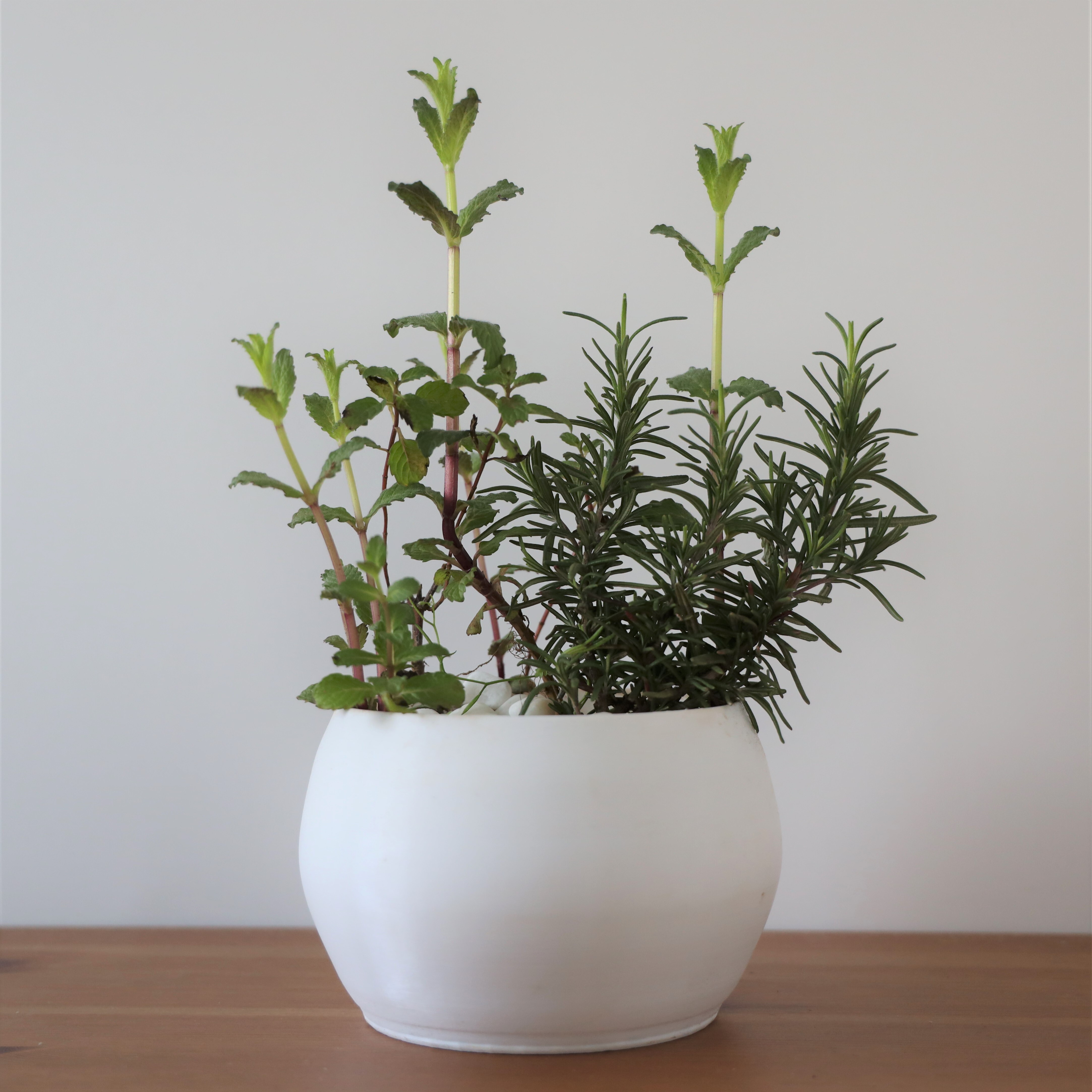 ミントとローズマリーの寄せ植え Craftplant クラフトプラント ミントとローズマリーの寄せ植え Craftplant クラフトプラント