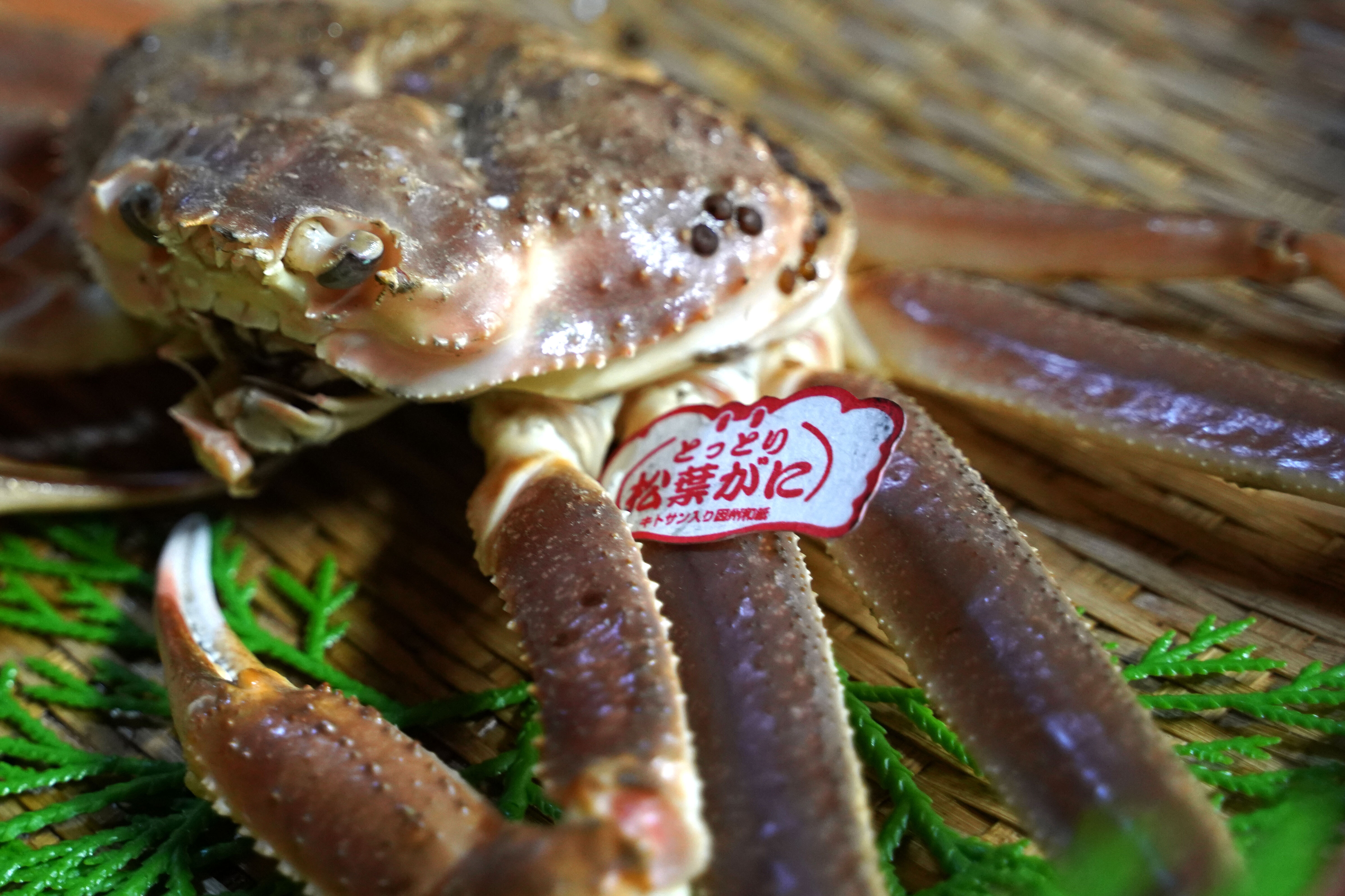 鳥取の冬の味覚 松葉がに 特大サイズ タグ付き 1 1kg 送料無料 もとうお 鳥取の冬の味覚 松葉がに 特大サイズ タグ付き 1 1kg 送料無料 もとうお