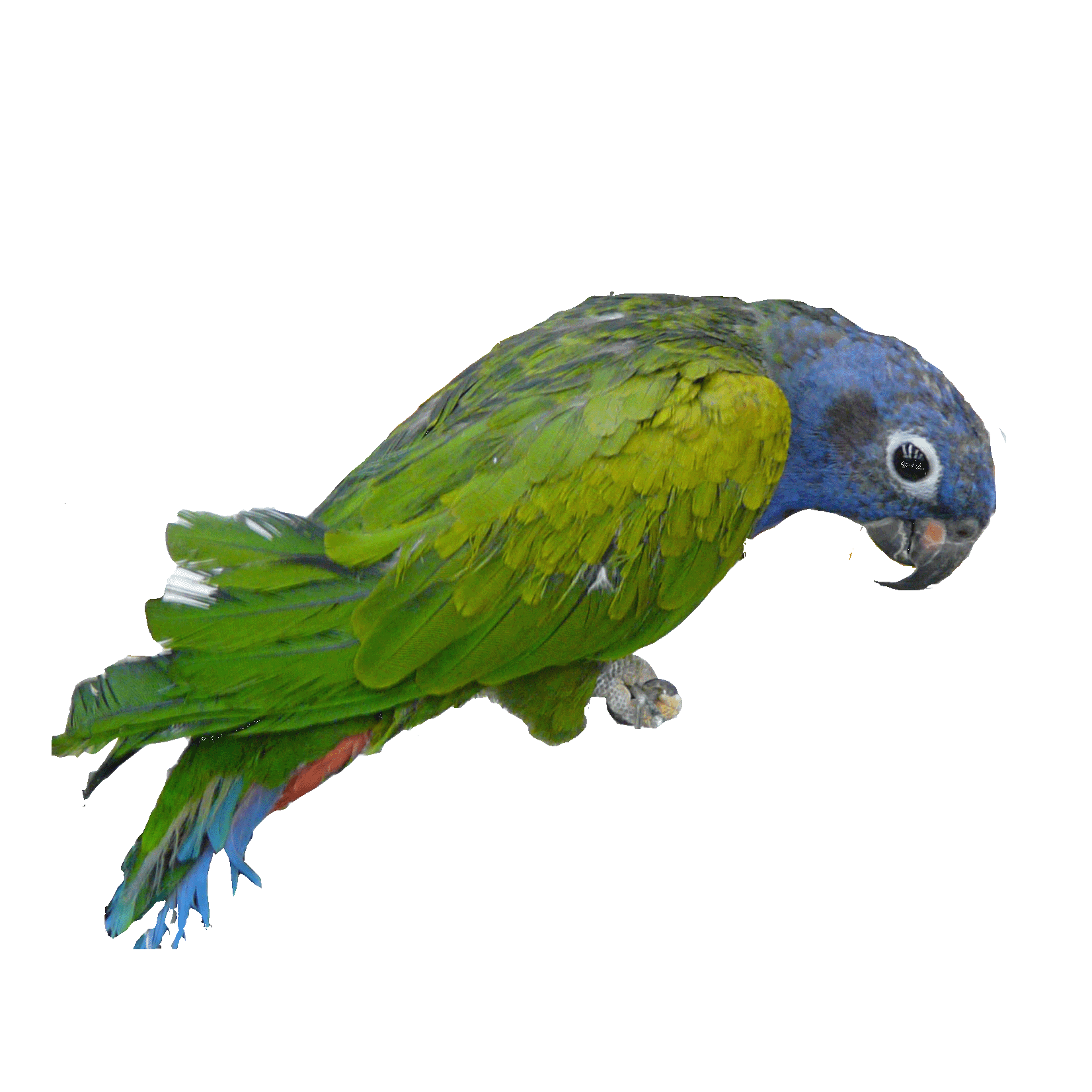 アケボノインコ ストラップ イヤホンジャック Un中 ストラップ イヤホンジャック レジン 羽 羽根 フェザー 翼 鳥 野鳥 インコ 粘土の羽根飾り On Line Shop アケボノインコ ストラップ イヤホンジャック Un中 ストラップ イヤホンジャック レジン 羽 羽根 フェザー 翼 鳥 野鳥 インコ 粘土の羽根飾り On Line Shop