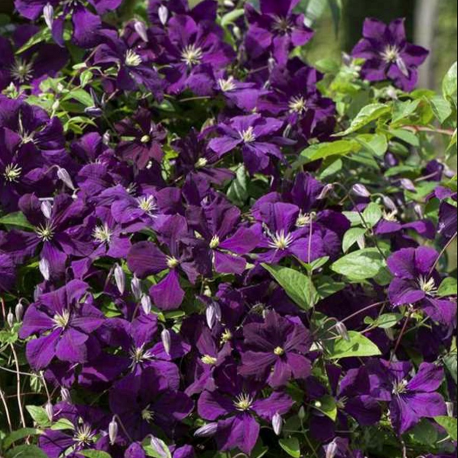 エトワール バイオレット Etoile Violette 21年度新苗 お届けは21年4月上旬頃以降 注意 クレマチス以外と一緒に注文出来ません 天空のバラ園 無農薬バラ苗 花苗 クレマチス ハーブ産直販売